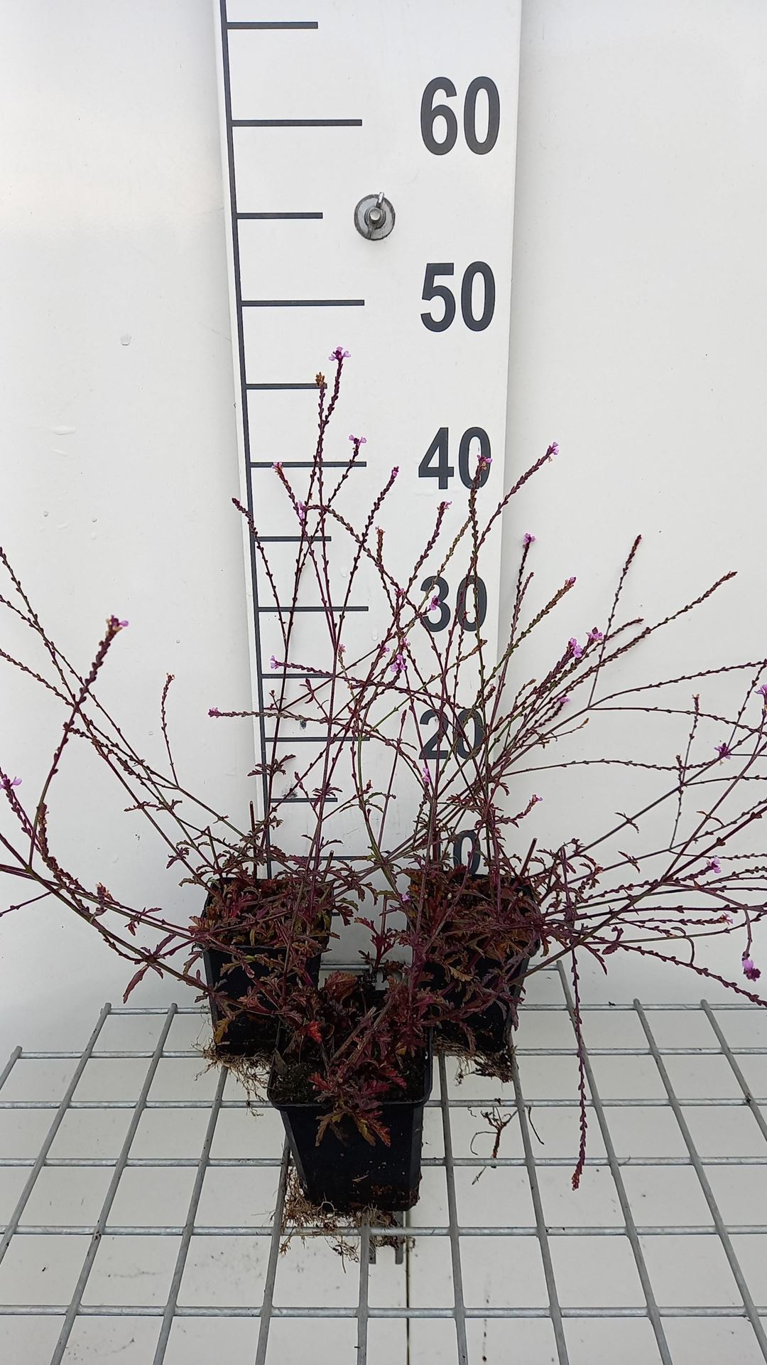 Verbena officinalis'Bampton'- pot 9x9 cm - afbeelding