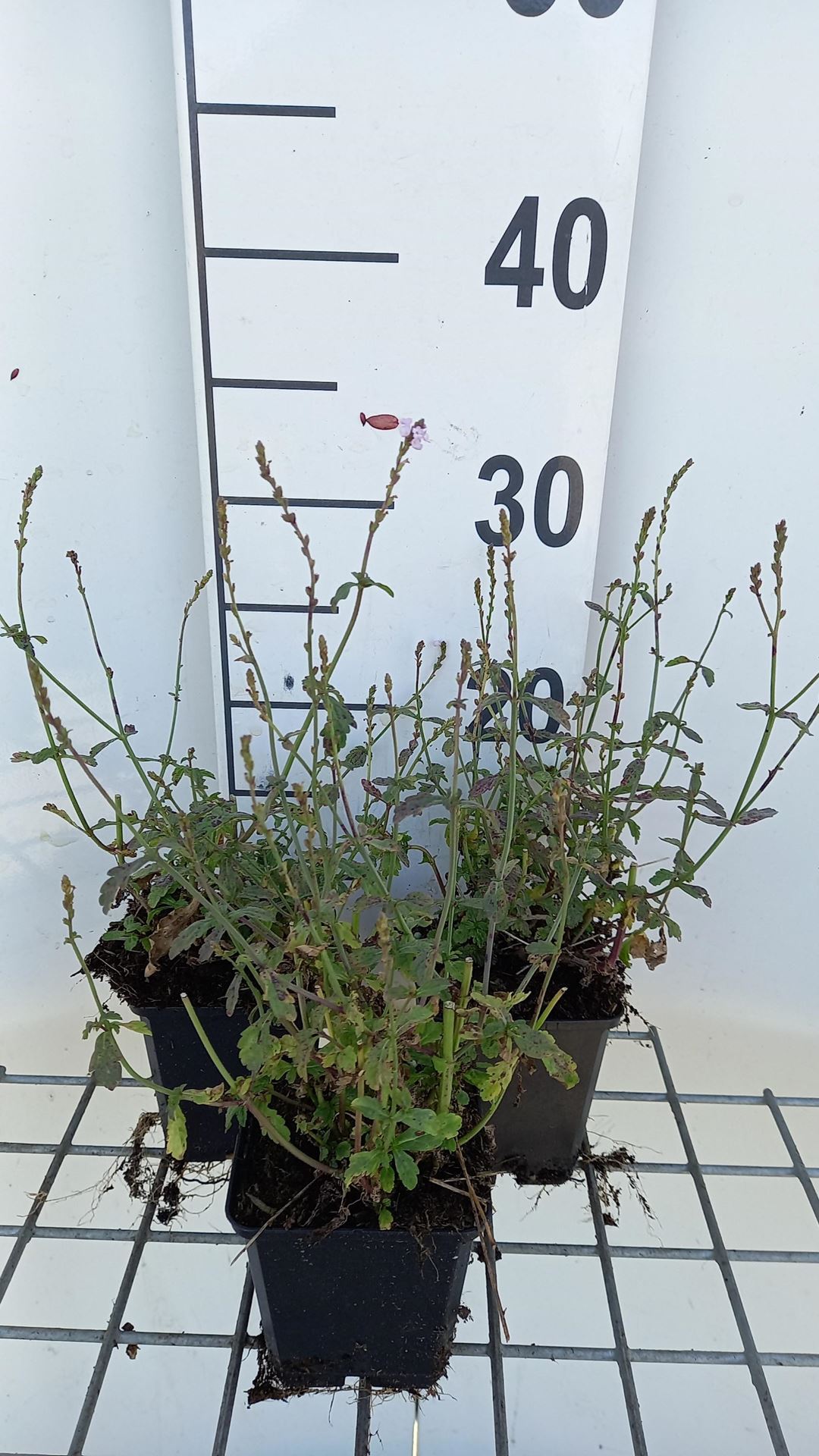 Verbena officinalis - ijzerhard/ijzerkruid - pot 9x9 cm - IJzerhard afbeelding