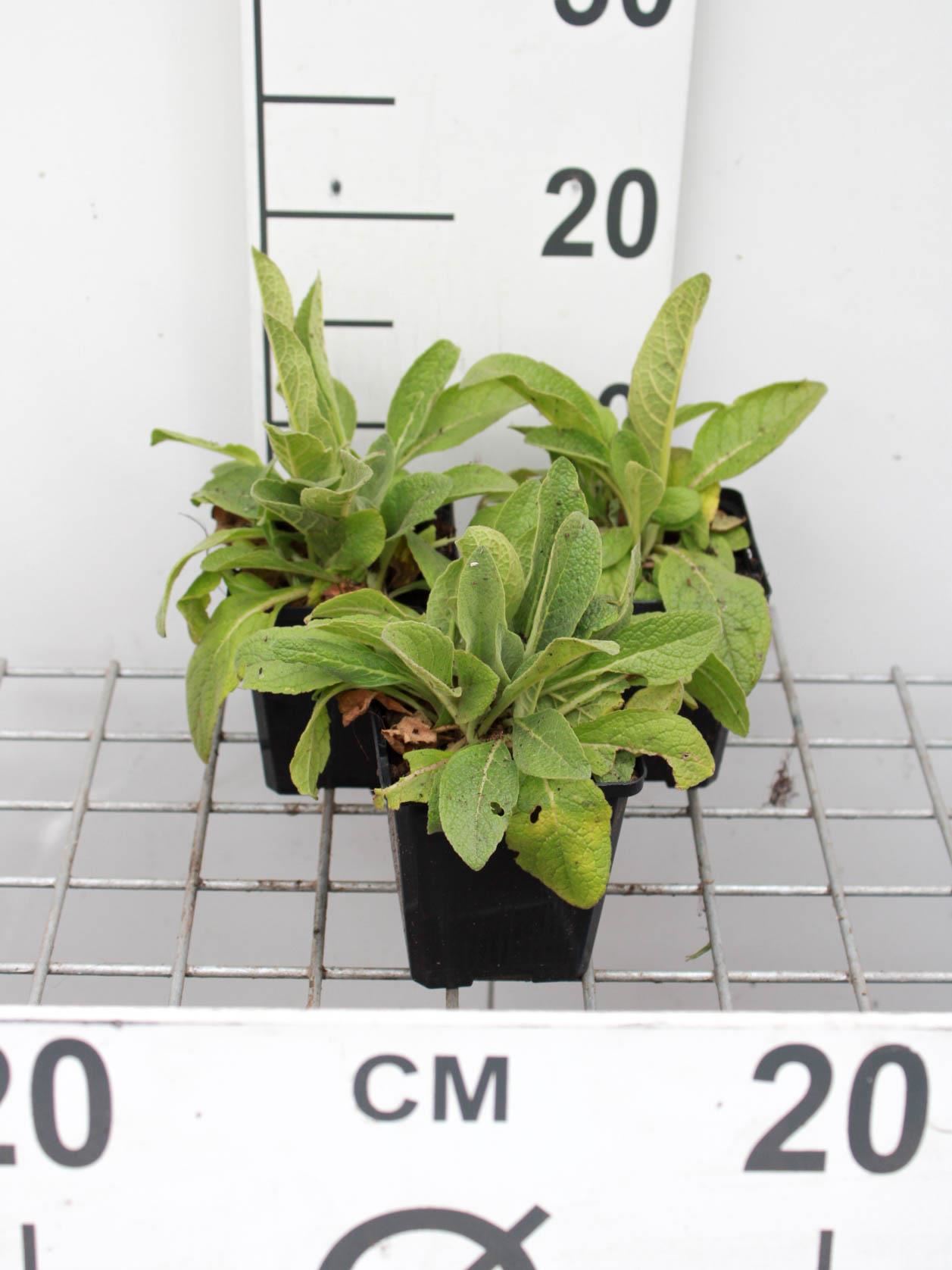 Verbascum olympicum - pot 9x9 cm afbeelding