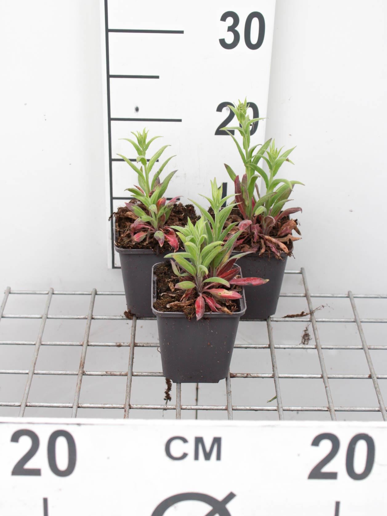 Veronica longifolia - pot 9x9 cm afbeelding