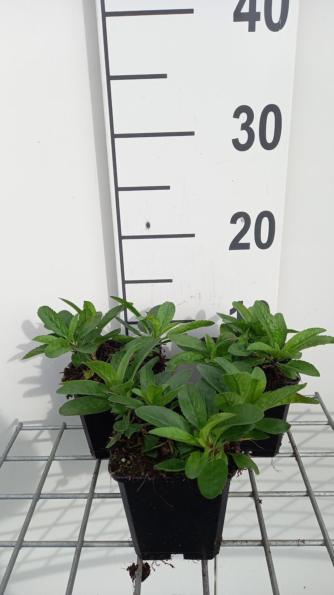 Veronica spicata'Glory'(Royal Candles) - pot 9x9 cm - afbeelding