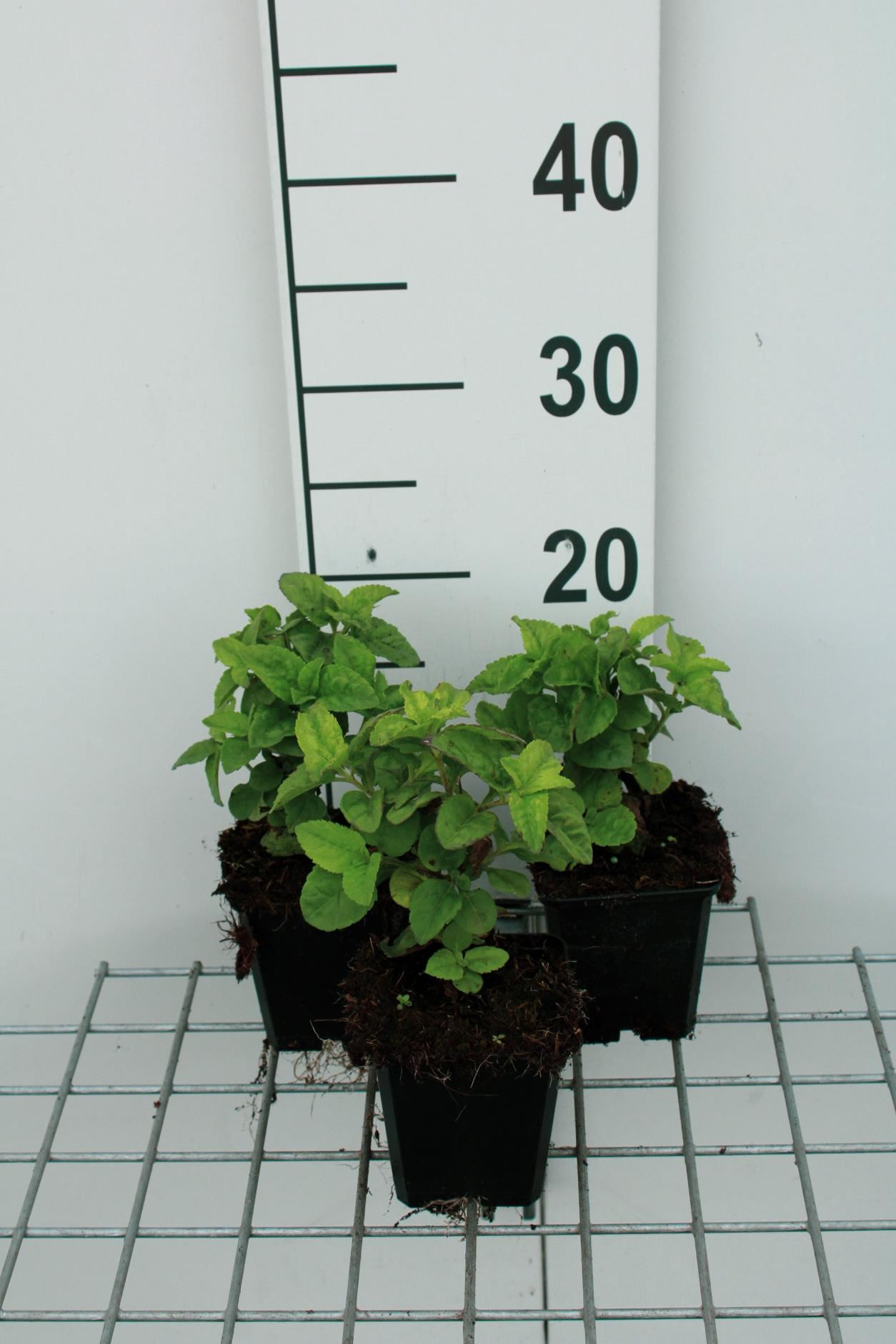Veronica'Sunny Border Blue'- pot 9x9 cm afbeelding