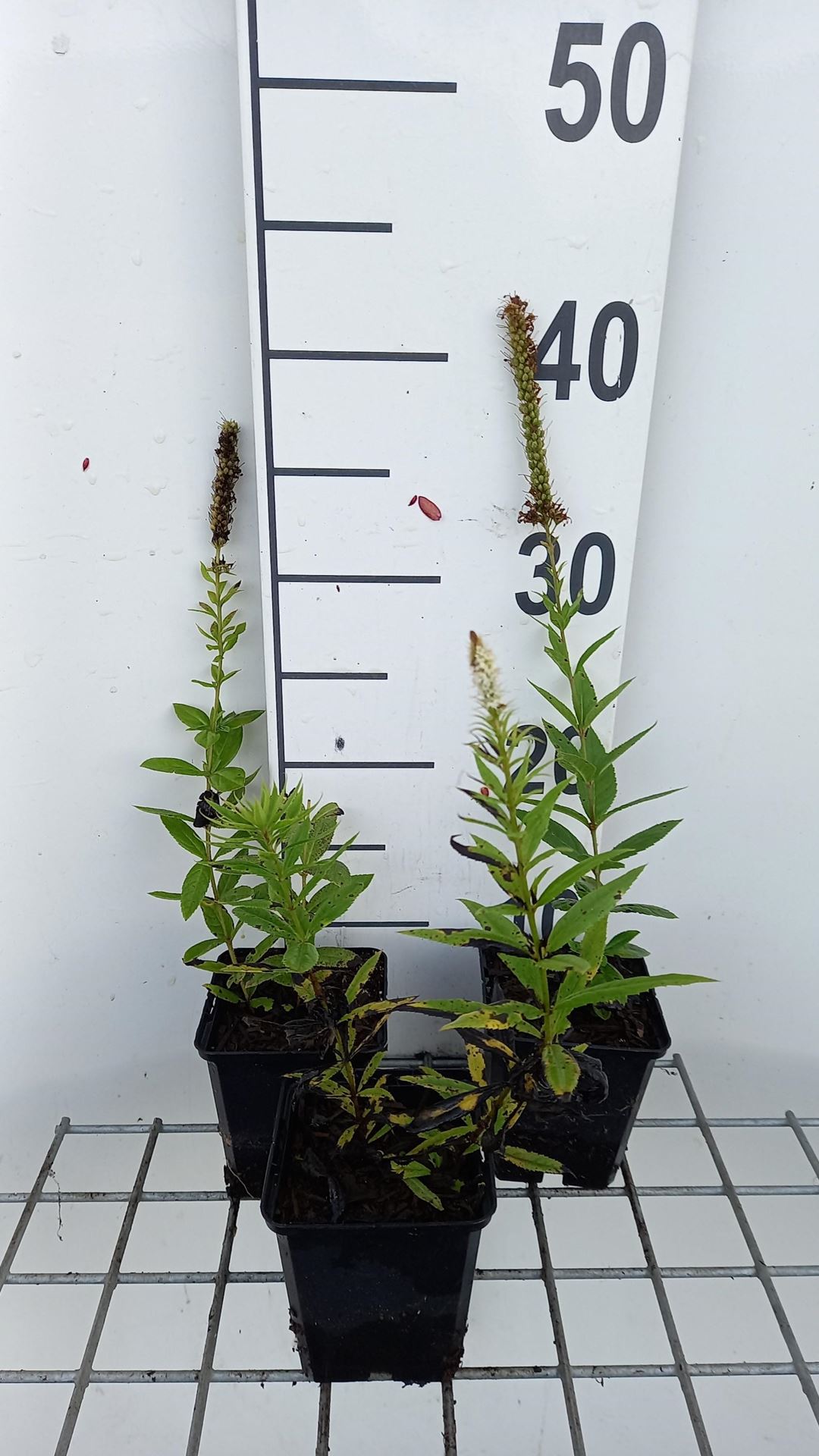 Veronicastrum virginicum'Challenger'- pot 9x9 cm afbeelding
