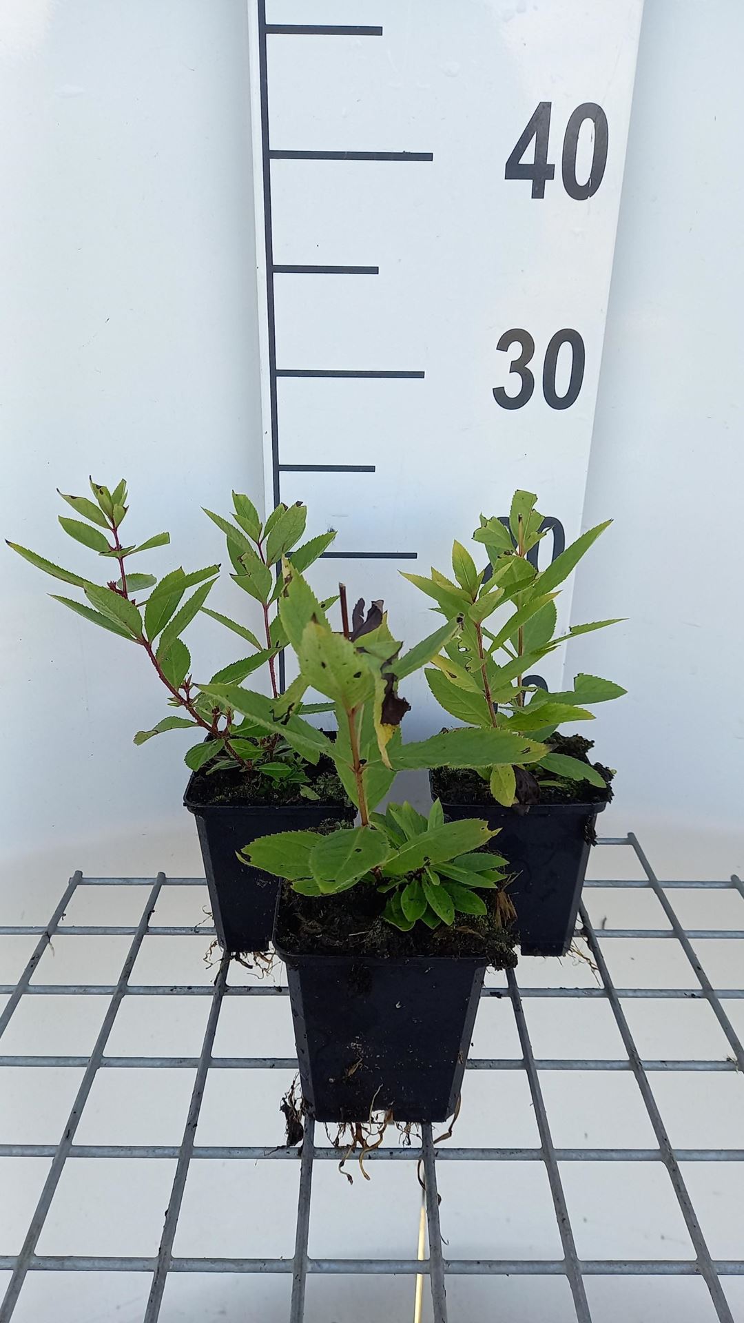 Veronicastrum sibiricum'Red Arrows'- pot 9x9 cm - Virginische ereprijs afbeelding