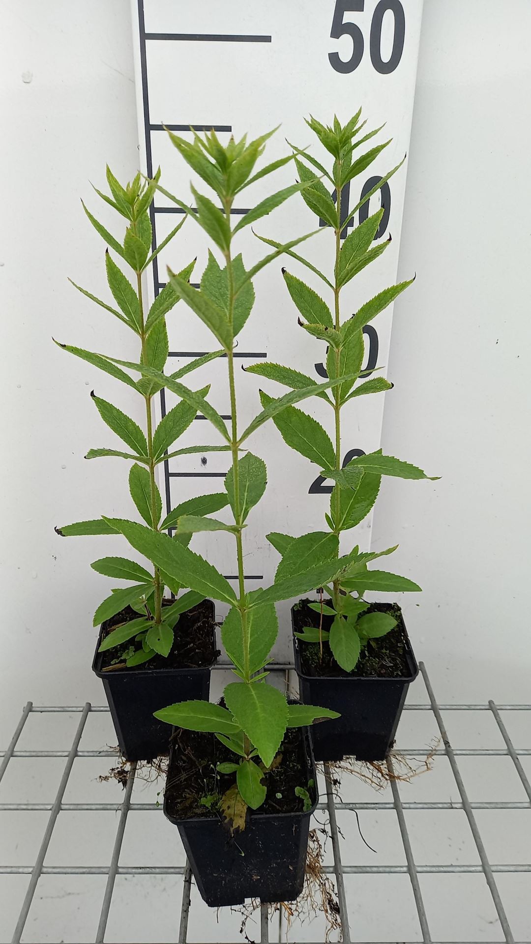 Veronicastrum virginicum'Roseum'- pot 9x9 cm - Virginische ereprijs afbeelding