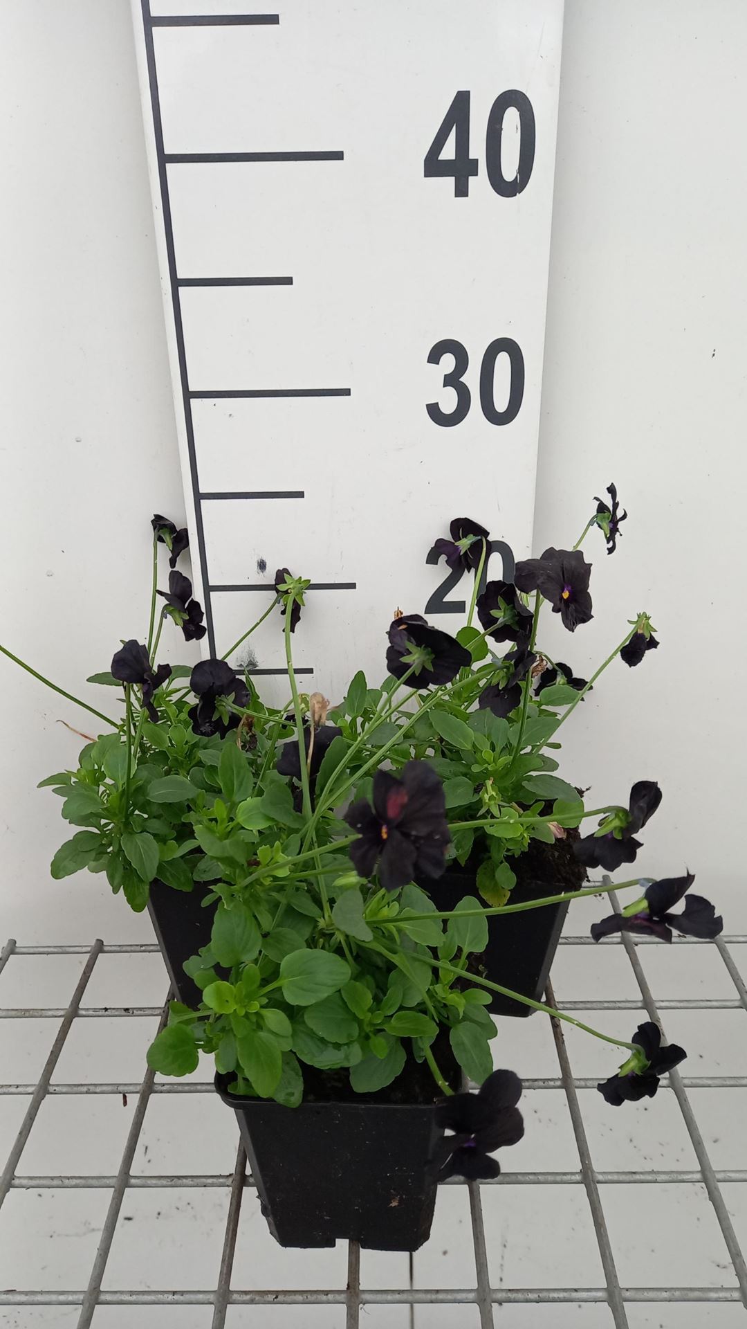 Viola'Molly Sanderson'- pot 9x9 cm - Zwarte viooltjes afbeelding
