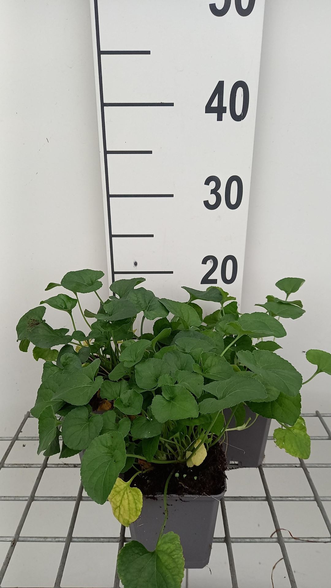 Viola'Alba'- pot 9x9 cm afbeelding