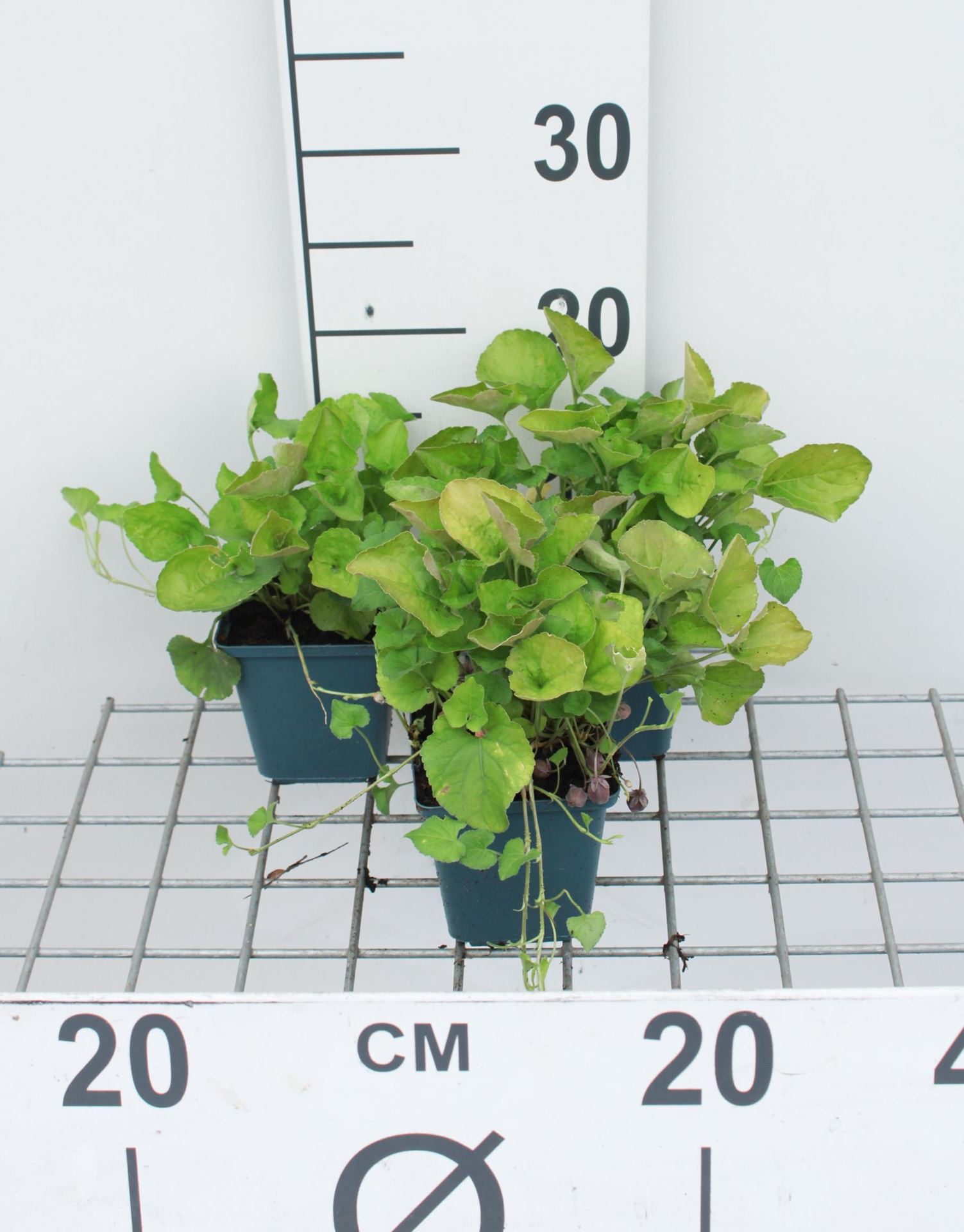 Viola odorata'Königin Charlotte'- pot 9x9 cm - Maarts viooltje afbeelding