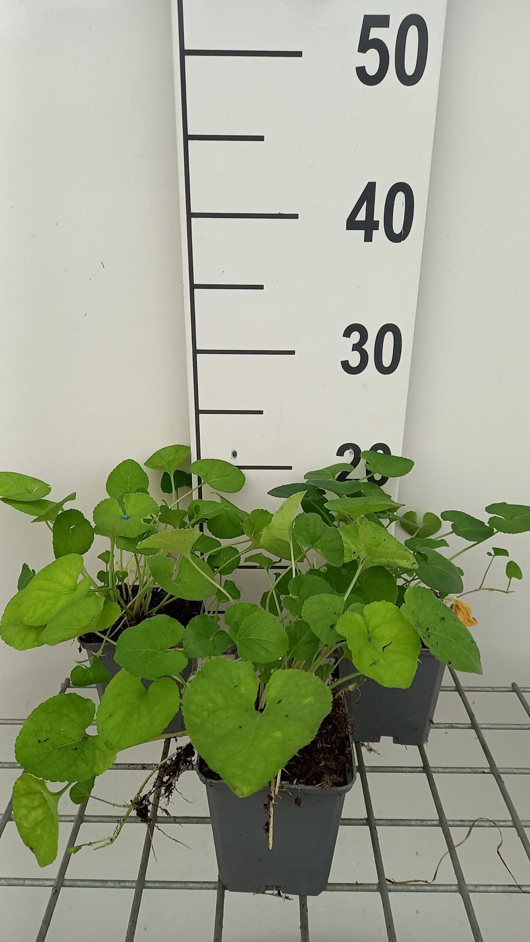 Viola odorata'Royal Wedding'- pot 9x9 cm - afbeelding