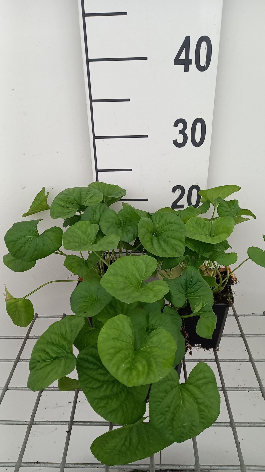 Viola sororia'Albiflora'- pot 9x9 cm - Viooltje afbeelding