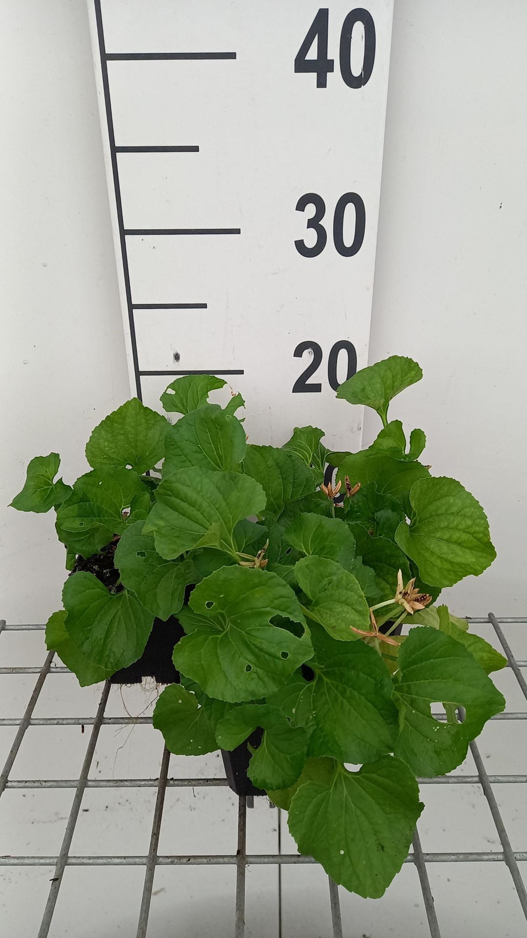 Viola sororia'Freckles'- pot 9x9 cm - Viooltjes afbeelding