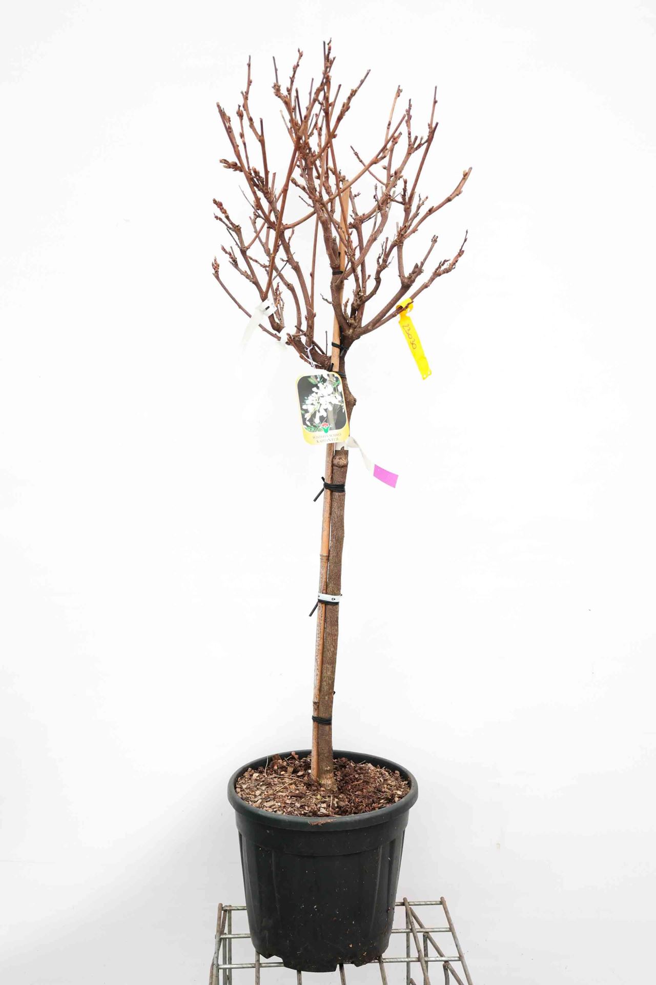 Wisteria brachybotrys'Shiro-kapitan'- pot 18L - halfstam boom - stamomtrek 6-8 cm afbeelding