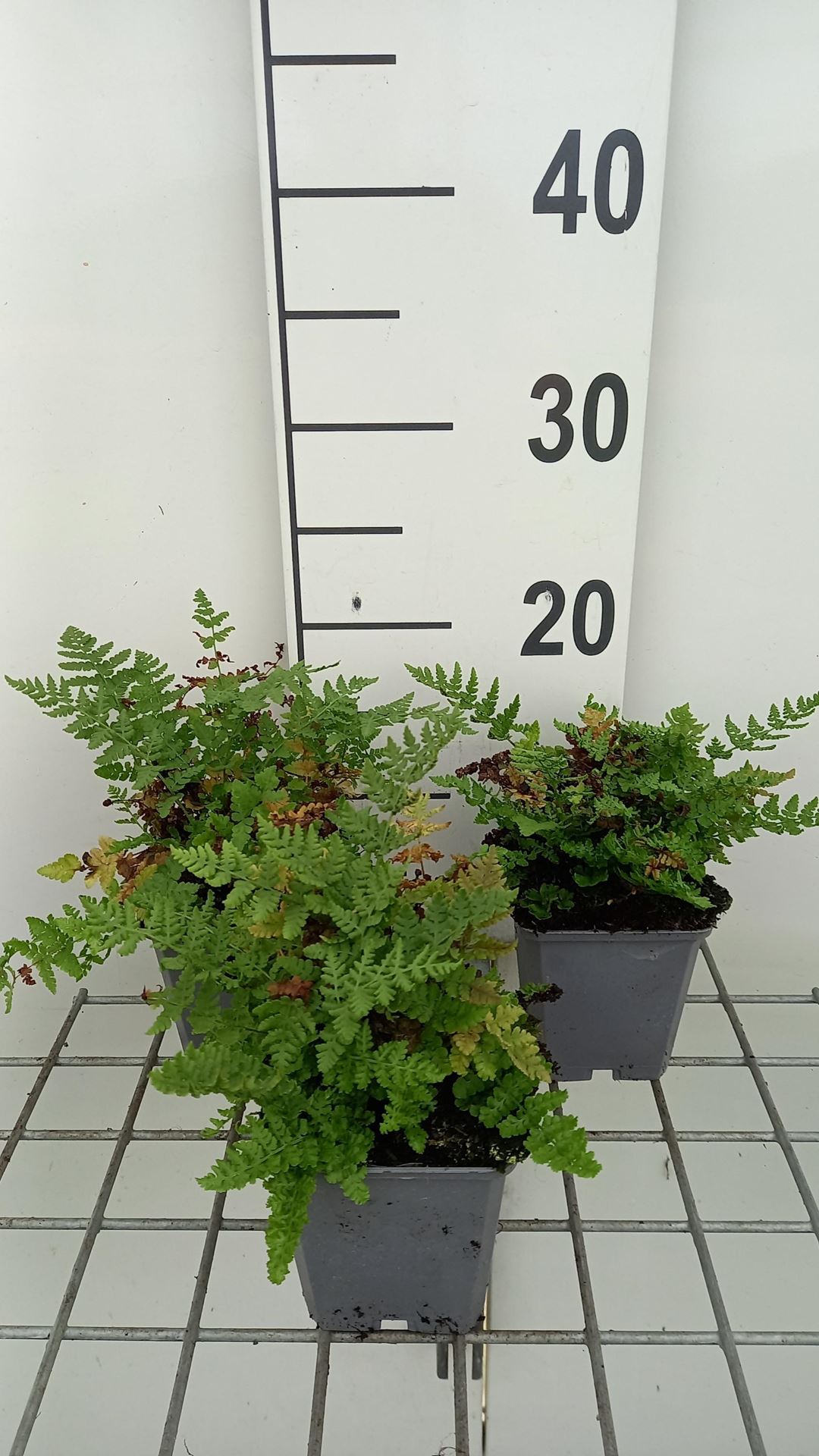 Woodsia obtusa - pot 9x9 cm afbeelding