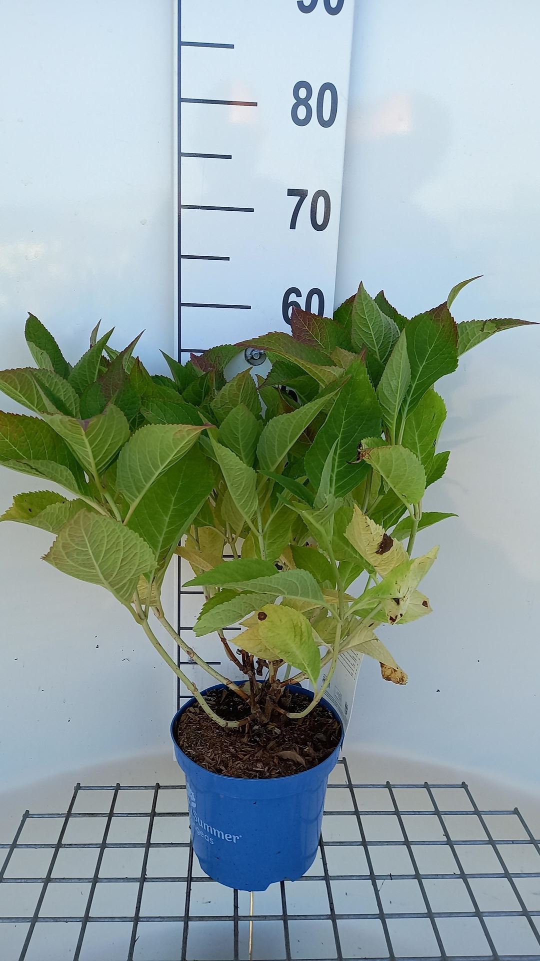 Hydrangea macrophylla'PIIHMII'(Bloomstruck, Bloomstar) - pot 3L - 25-30 cm afbeelding