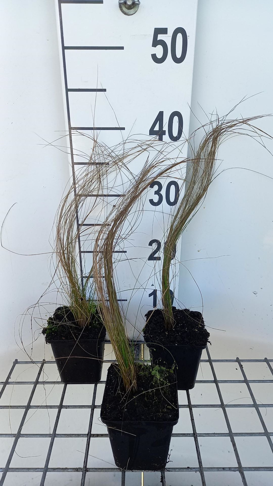 Stipa pennata - pot 9x9 cm
