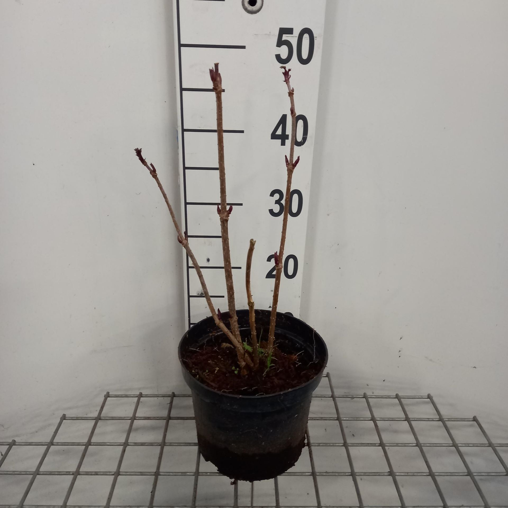 Sambucus nigra - pot - 50-60 cm - Gewone vlier afbeelding