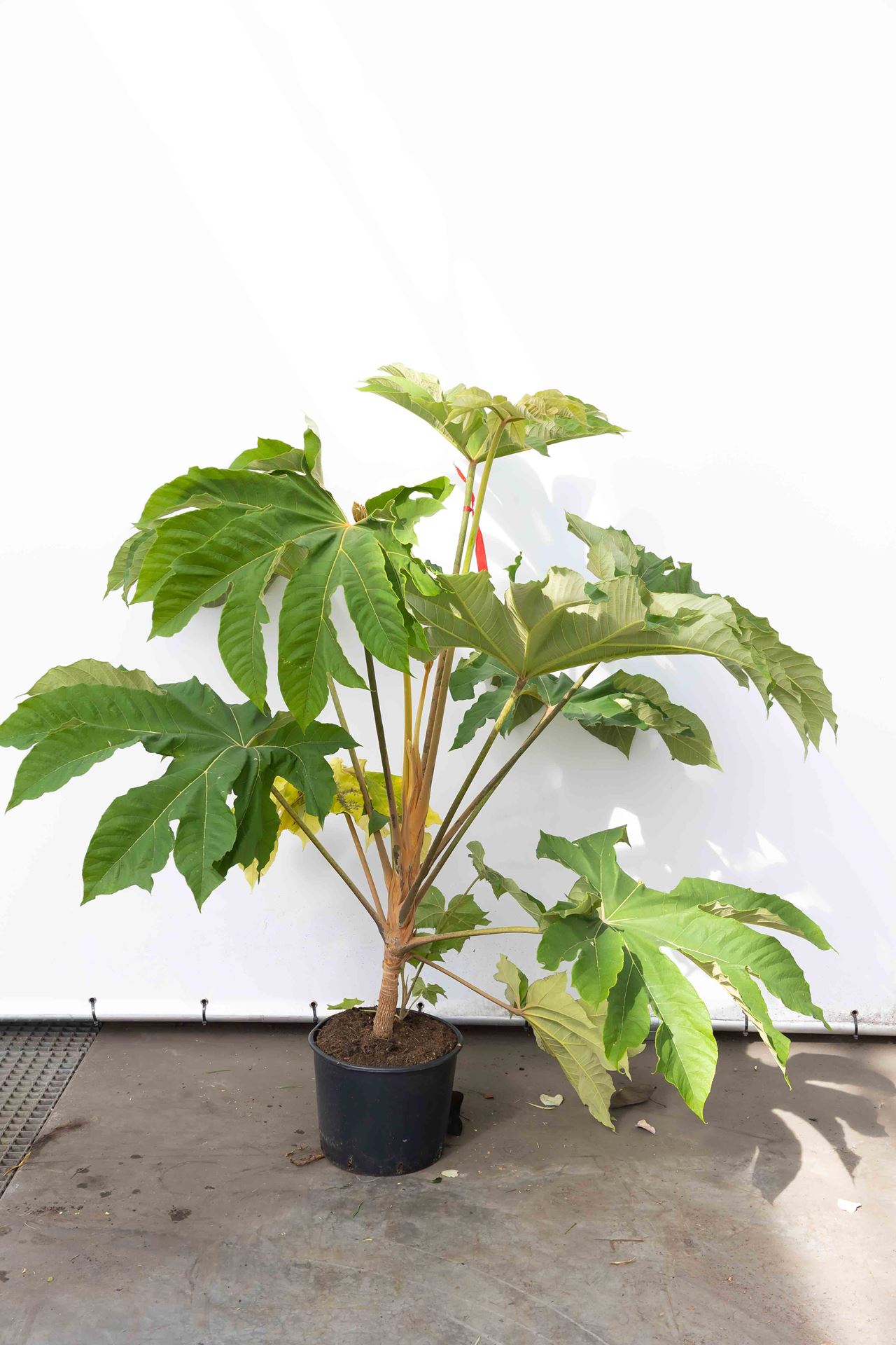 Tetrapanax papyrifer'Rex'- pot 20L afbeelding