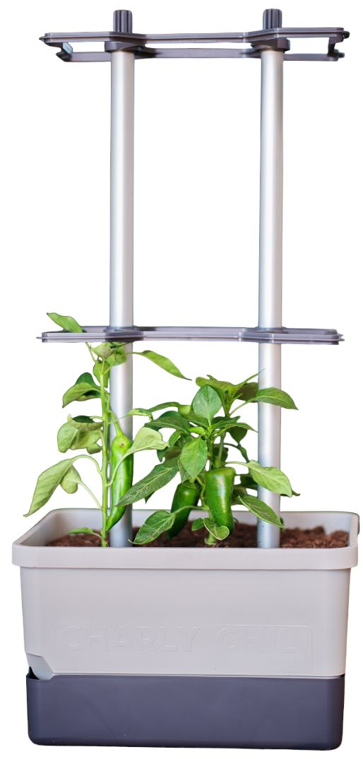 Gusta Garden CHARLY CHILI– peperkweekpot met waterreservoir en klimsteun - lichtgrijs afbeelding