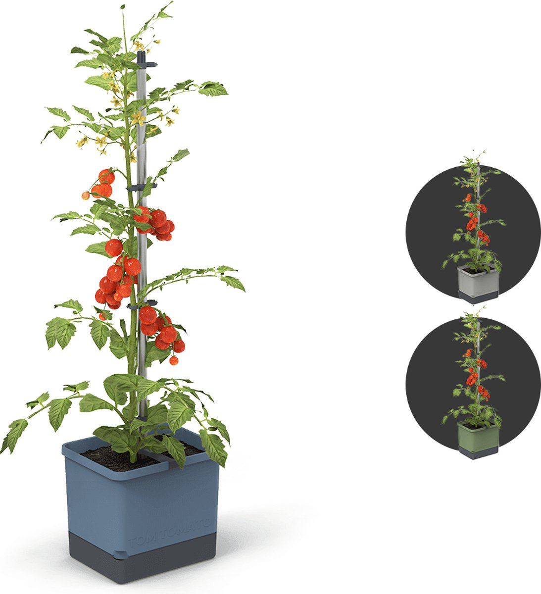 Gusta Garden TOM TOMATO - tomatenpot met waterreservoir - blauw afbeelding