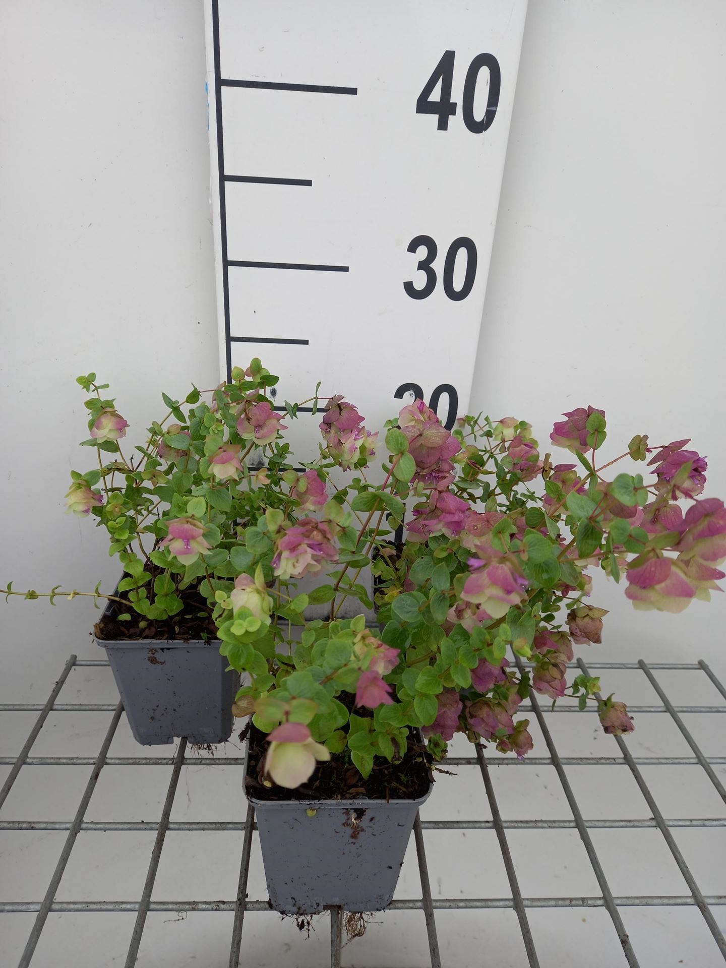 Origanum rotundifolium'Kent Beauty'- pot 9x9 cm - Siermarjolein / Hopmarjolein afbeelding