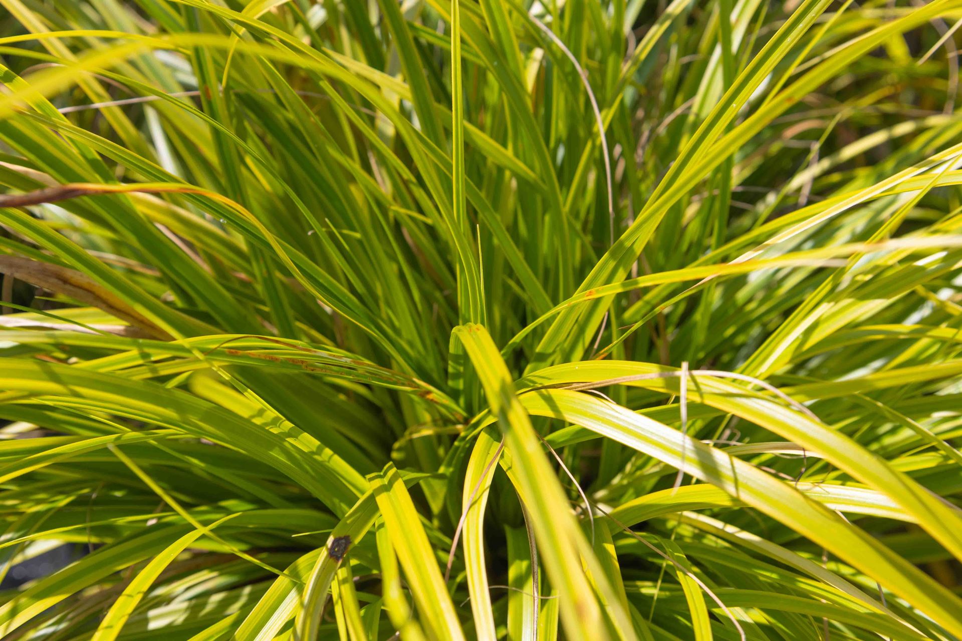 Carex oshimensis'Everlime'(Evercolor) - pot 9x9 cm afbeelding