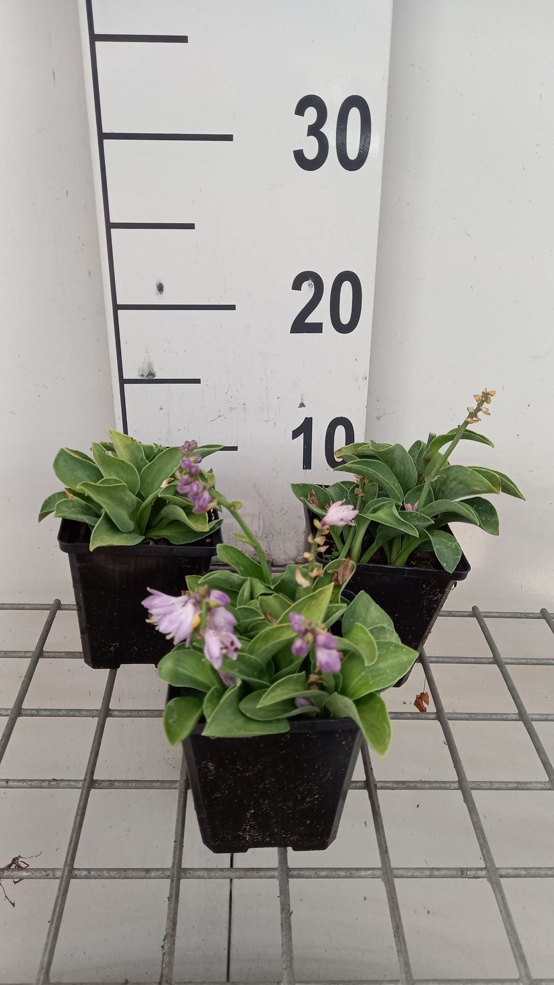 Hosta'Blue Mouse Ears'- pot 9x9 cm afbeelding