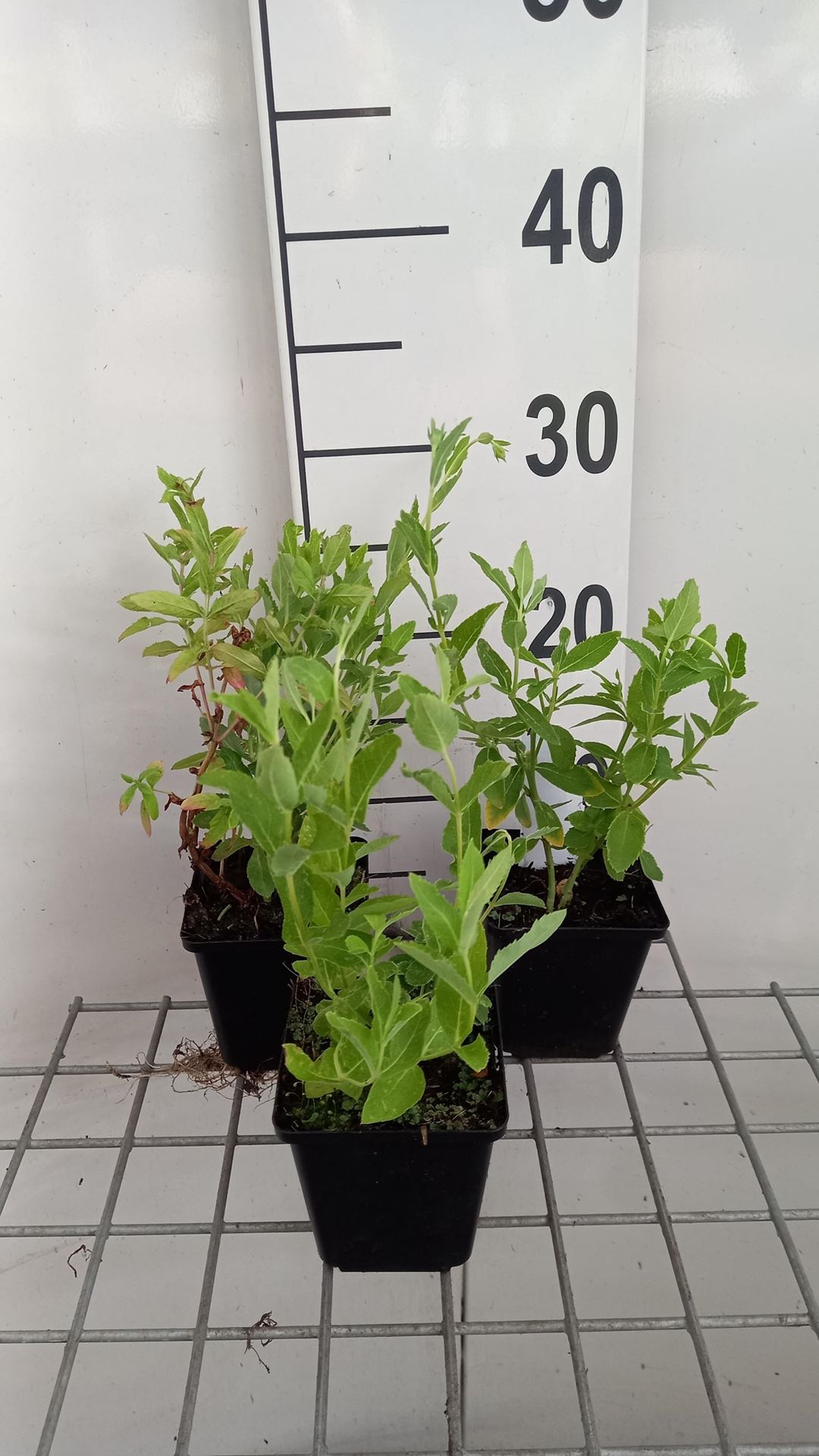 Platycodon grandiflorus'Fuji White'- pot 9x9 cm - afbeelding
