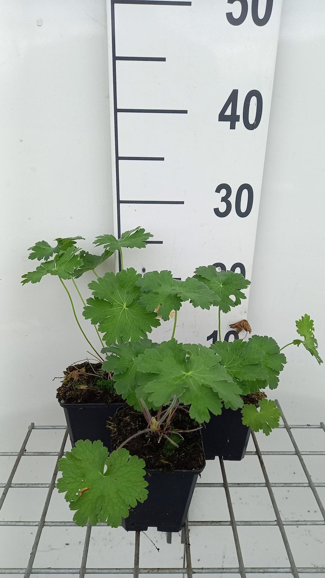 Geranium 'Alan Mayes' - pot 9x9 cm