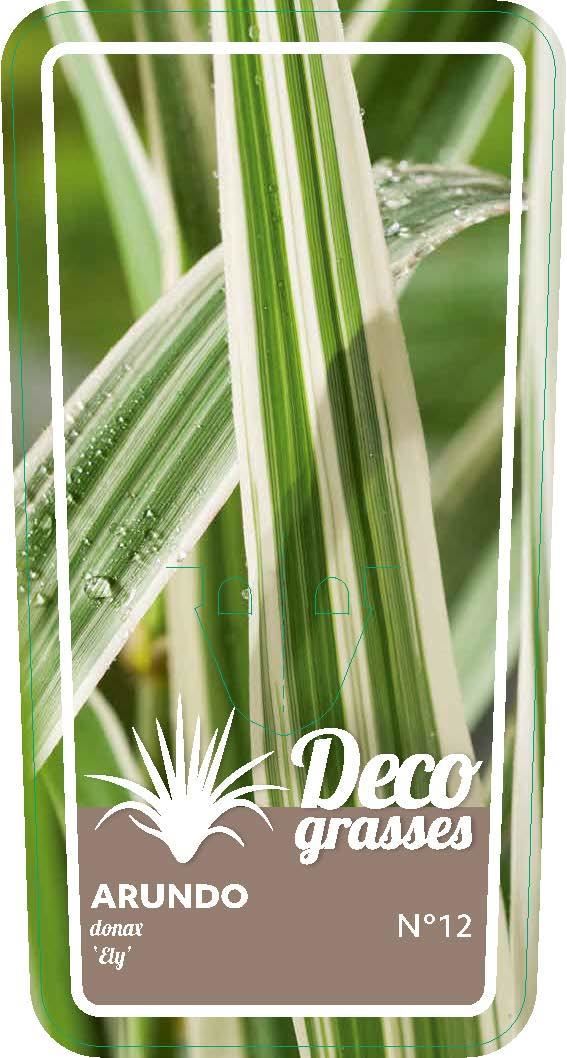 Arundo donax 'Ely' - pot 3L