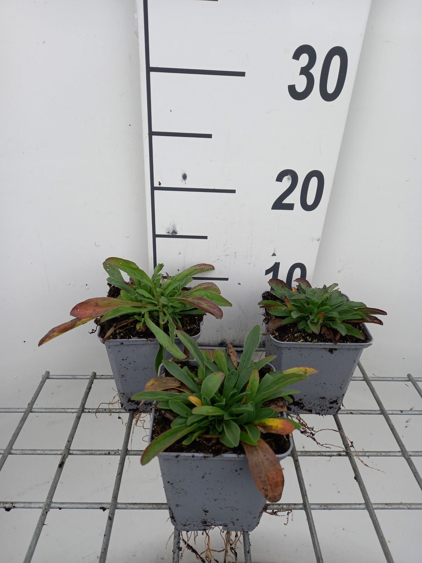 Aster alpinus - pot 9x9 cm afbeelding