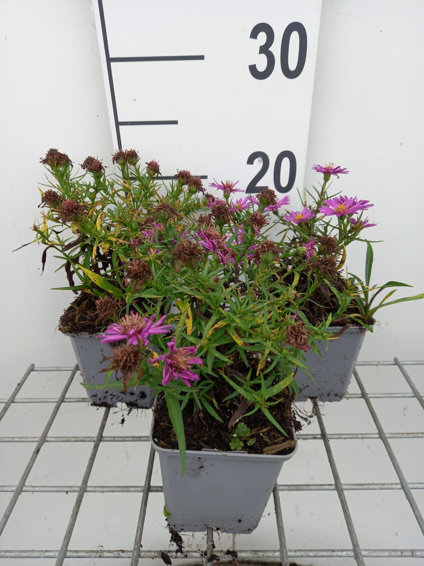 Aster'Kassel'- pot 9x9 cm afbeelding