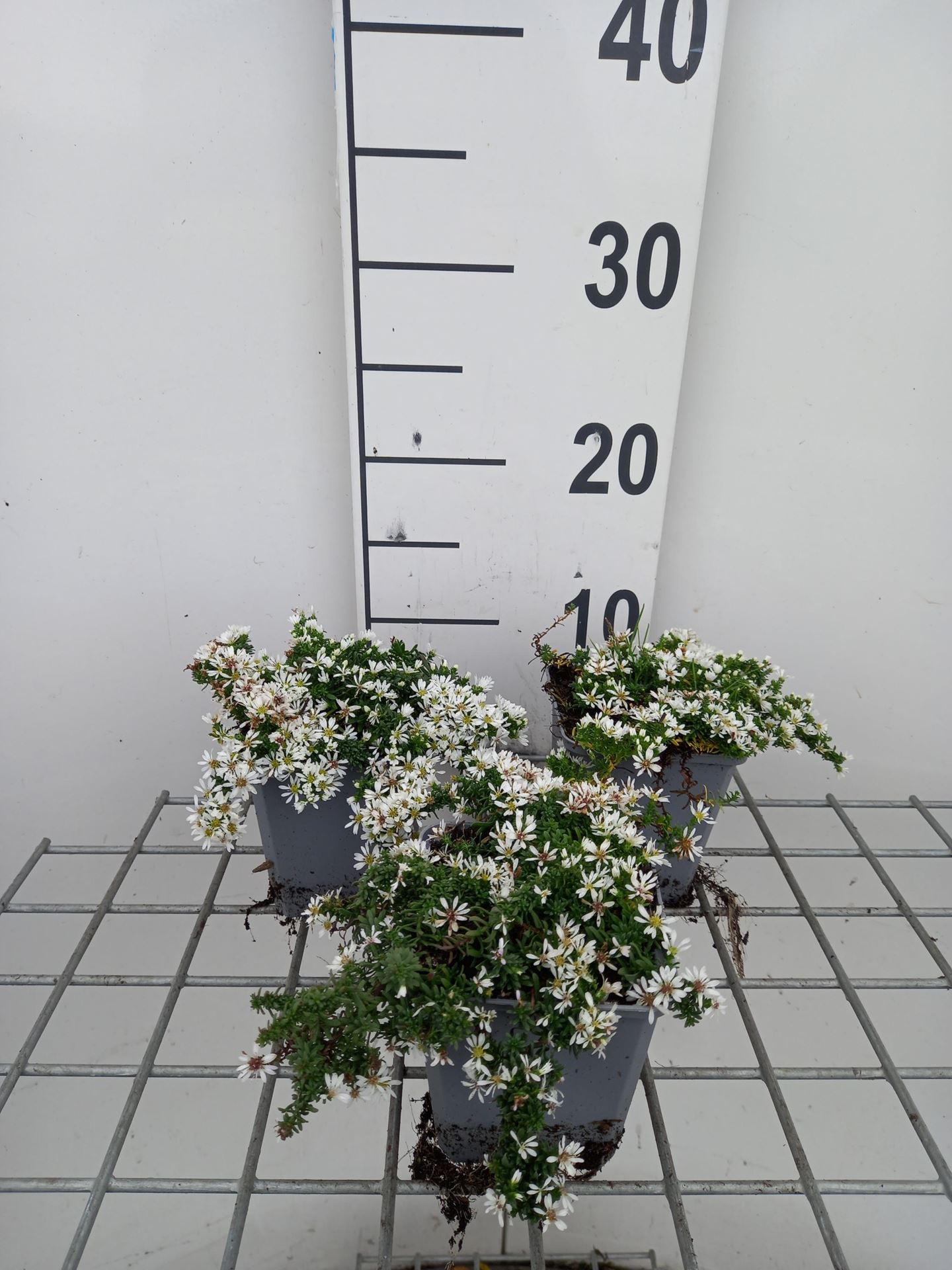 Aster ericoides'Snowflurry'- pot 9x9 cm afbeelding