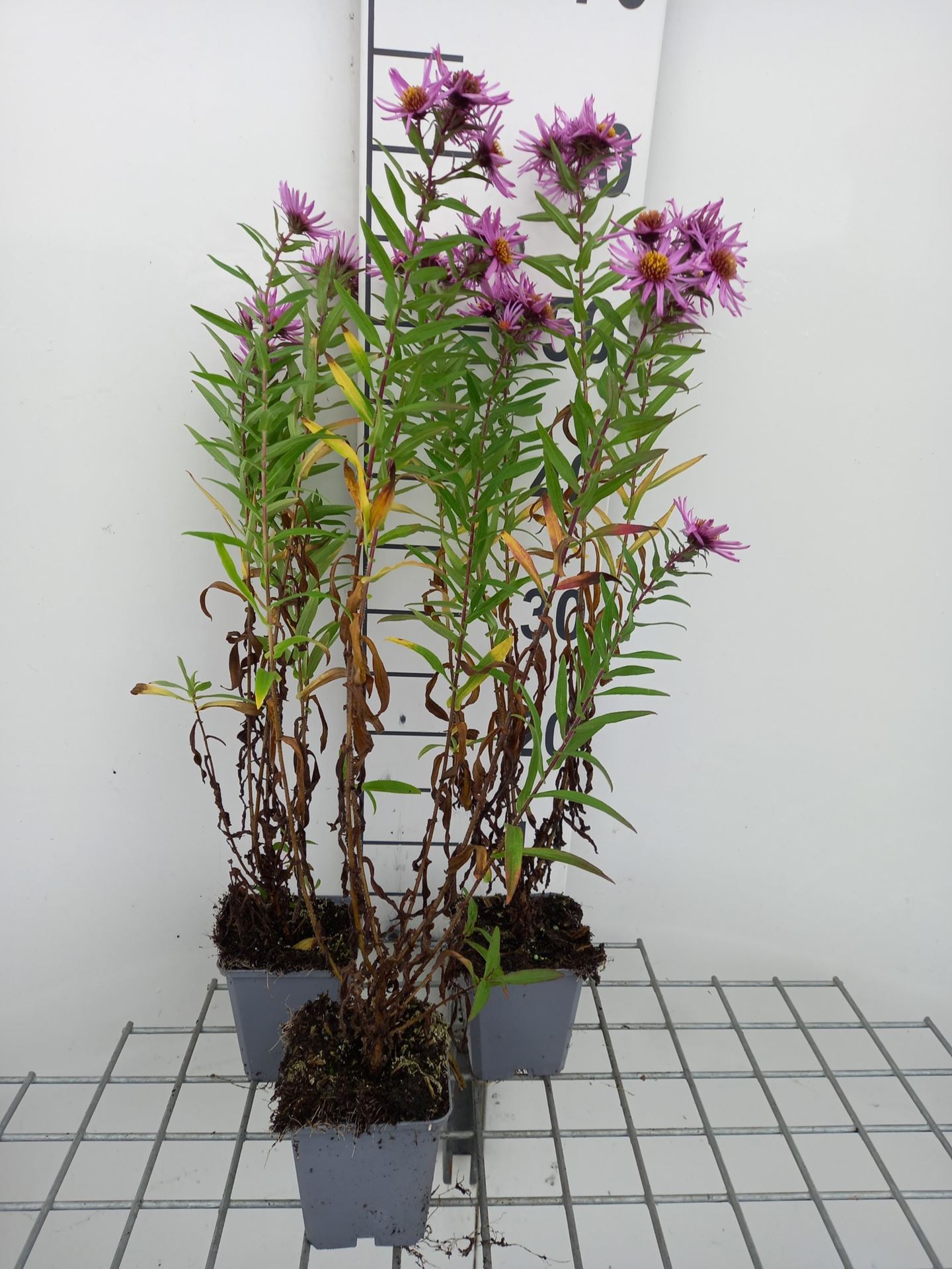 Aster novae-angliae'Barr's Pink'- pot 9x9 cm afbeelding