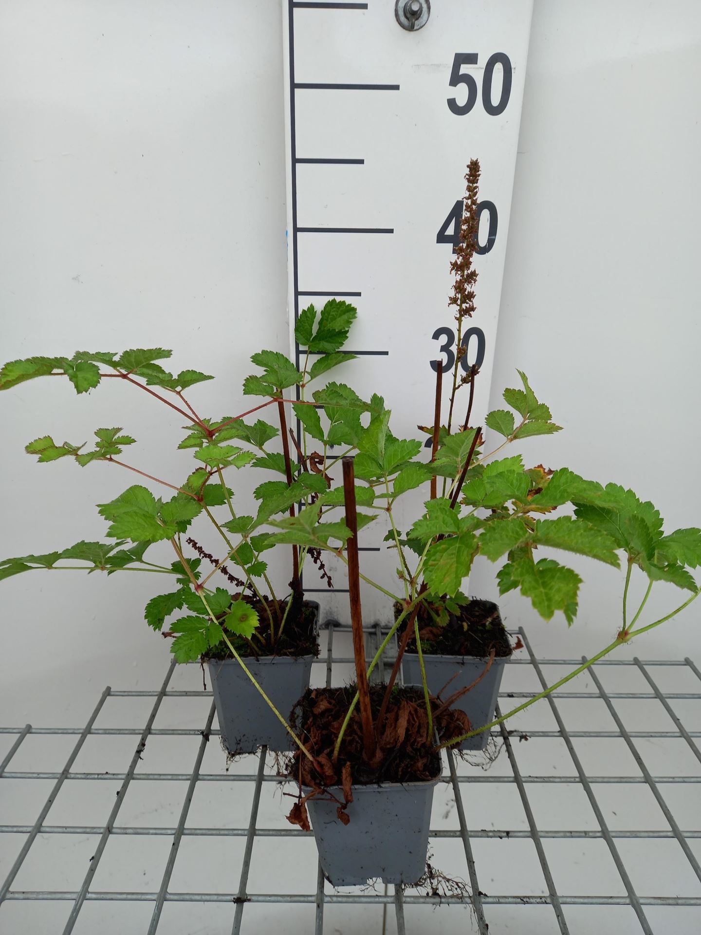 Astilbe chinensis'Vision in Red'- pot 9x9 cm afbeelding