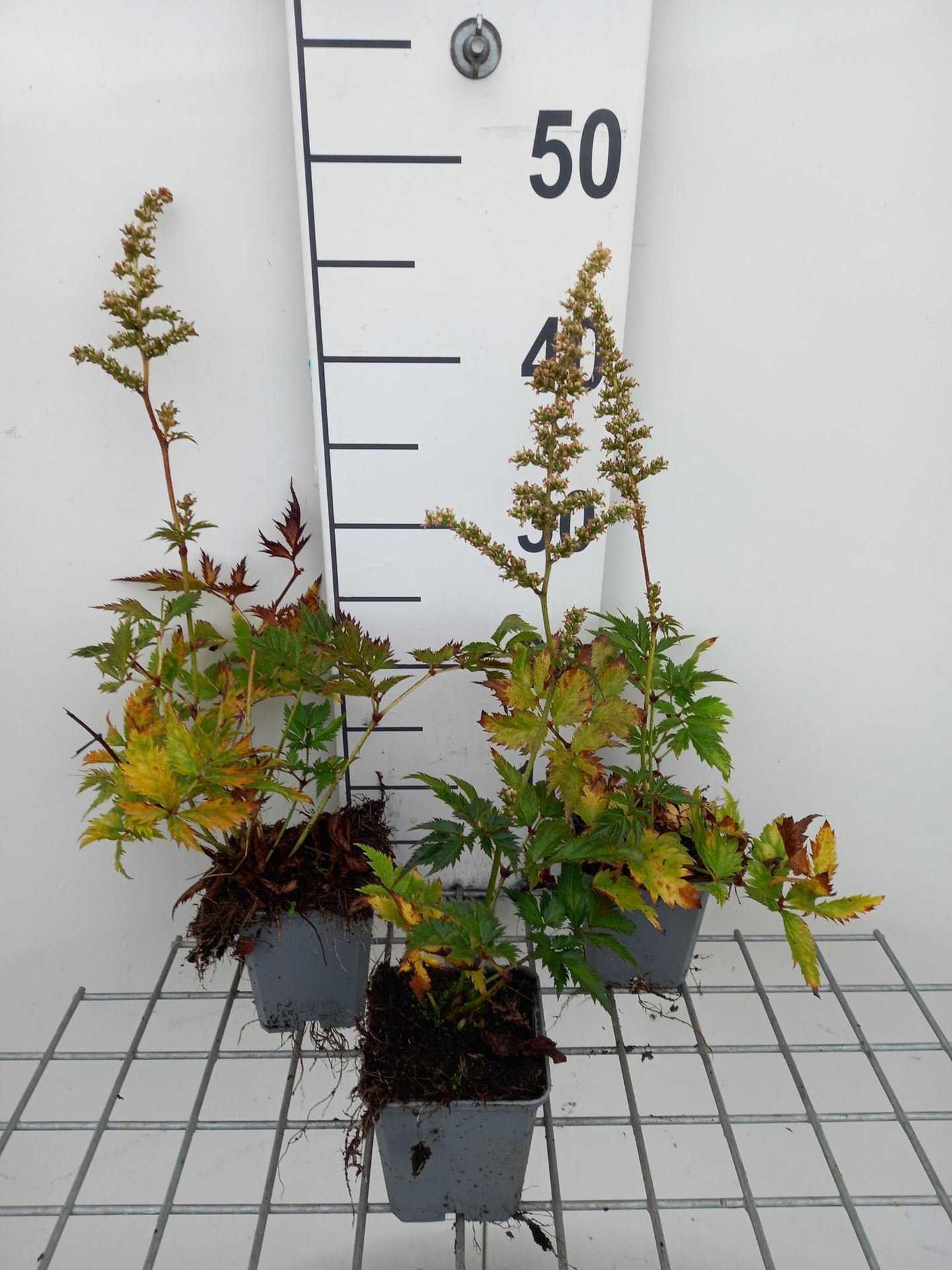 Astilbe'Vision in White'- pot 9x9 cm afbeelding