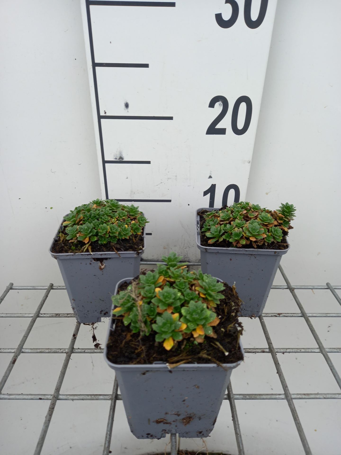Aubrieta'Blaumeise'- pot 9x9 cm afbeelding