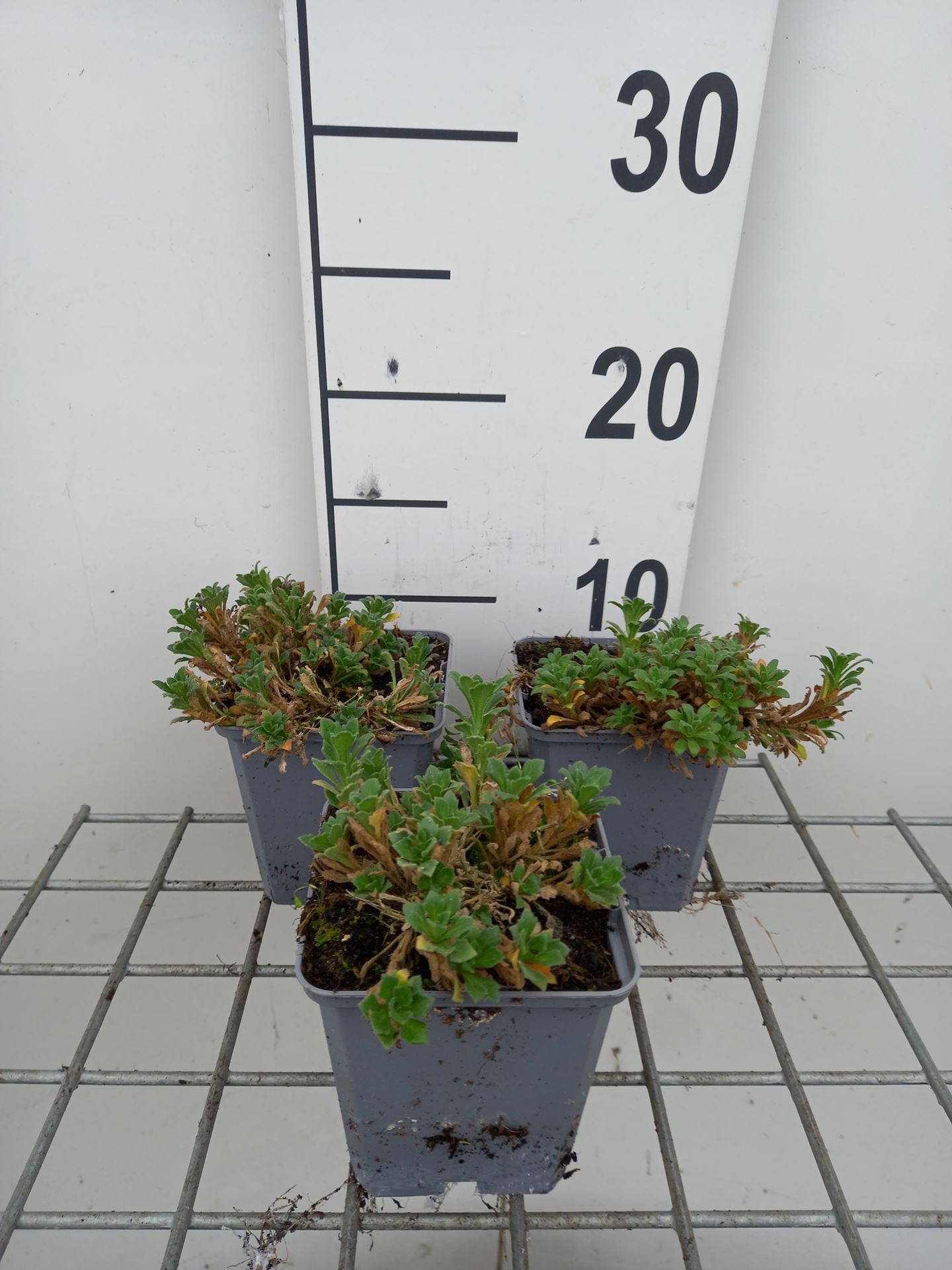 Aubrieta'Red Carpet'- pot 9x9 cm afbeelding