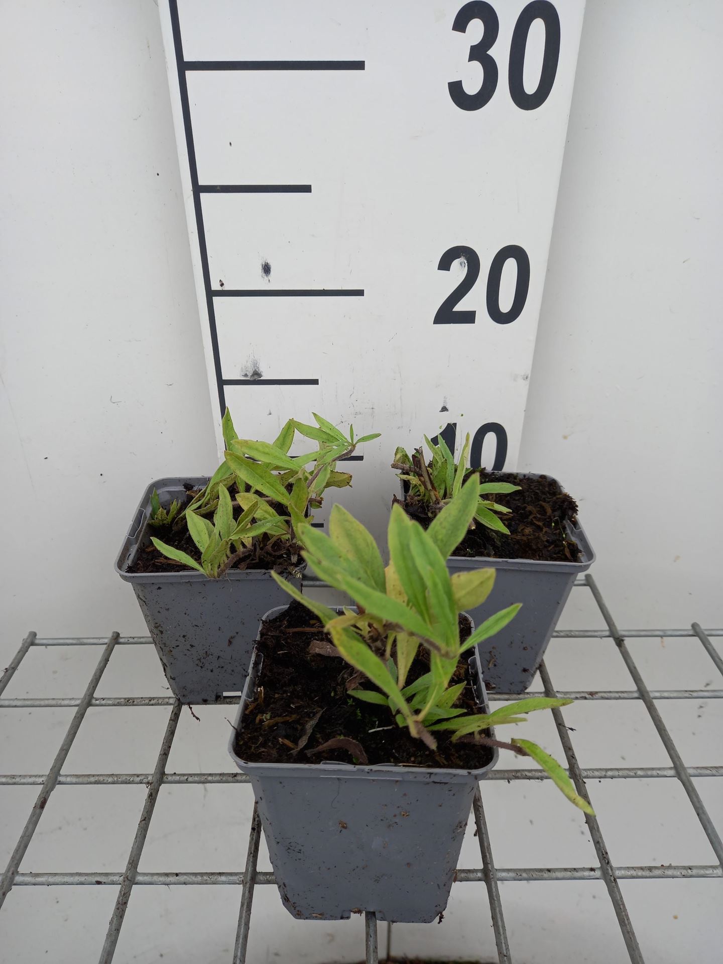 Buglossoides purpurocaerulea - pot 9x9 cm afbeelding