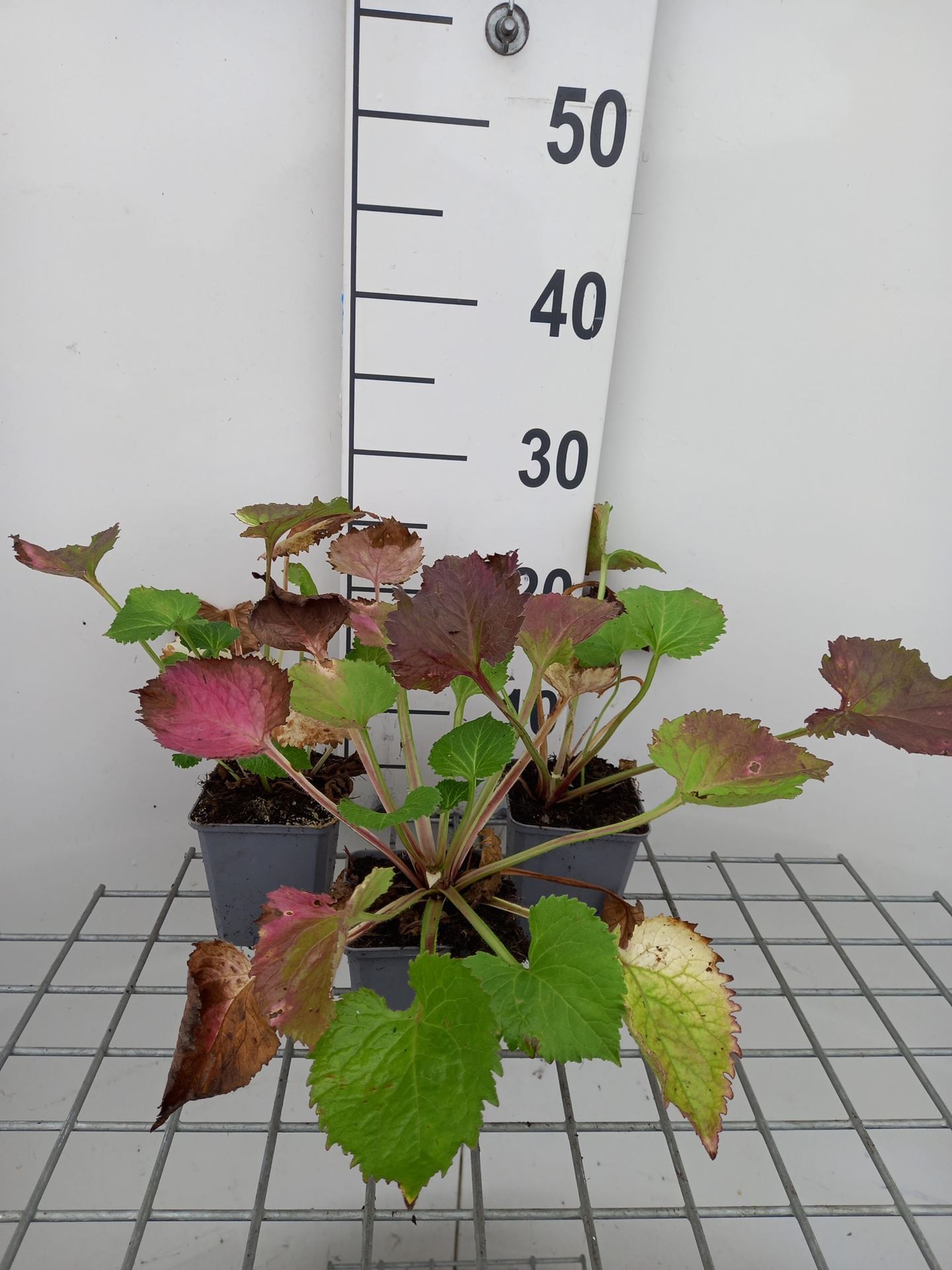 Campanula'Sarastro'- pot 9x9 cm afbeelding