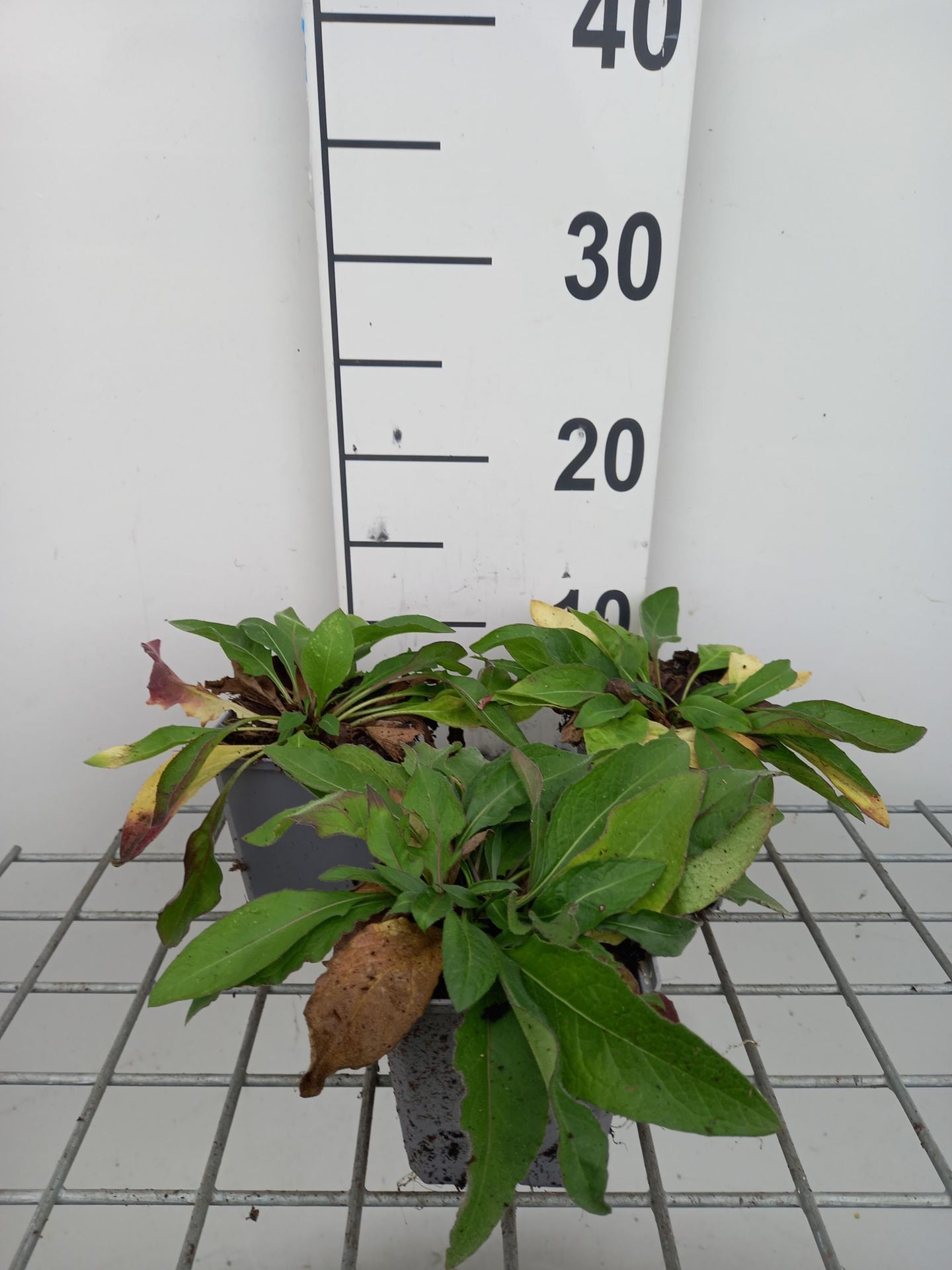 Centaurea jacea - pot 9x9 cm afbeelding