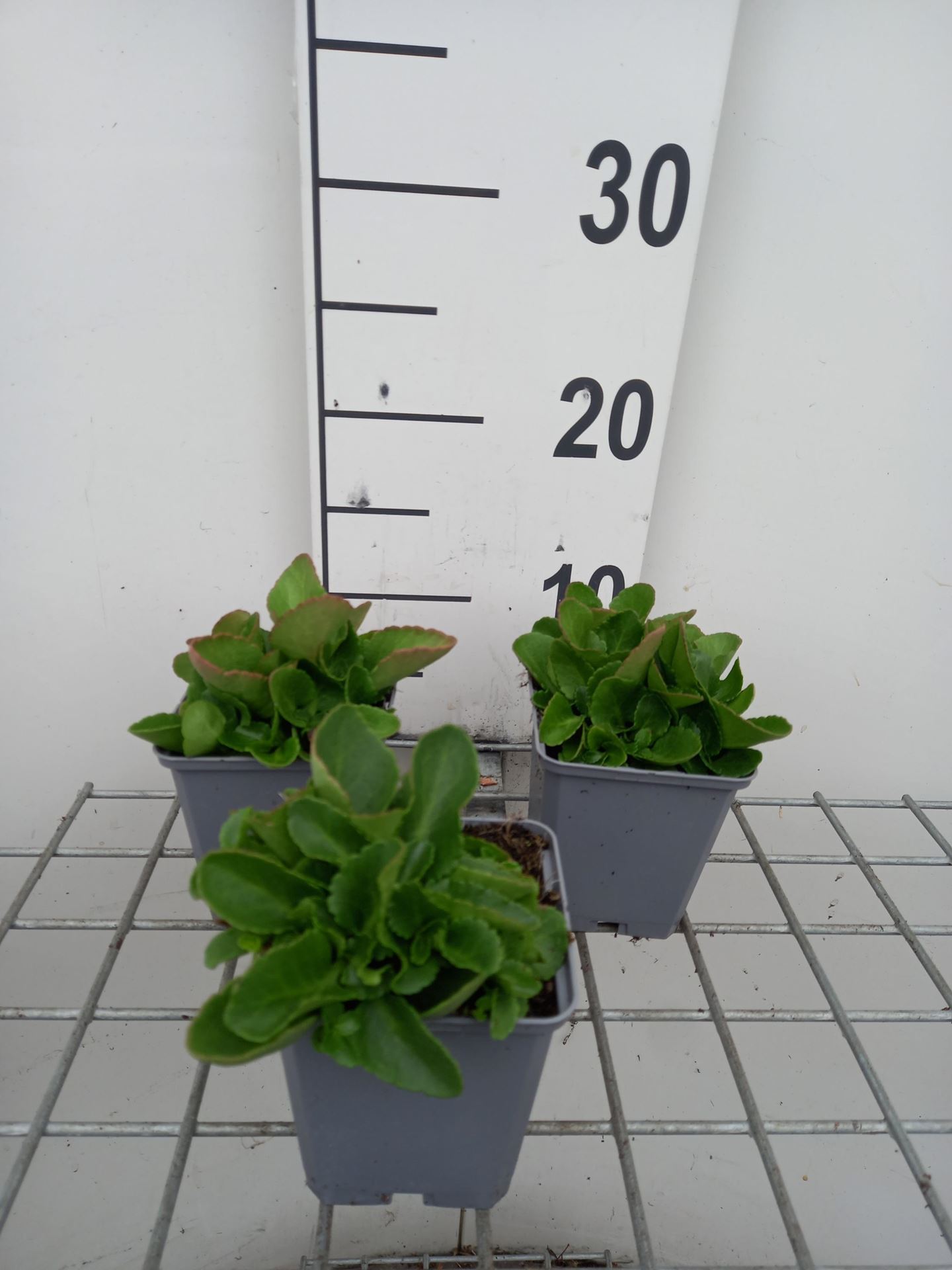Chiastophyllum oppositifolium - pot 9x9 cm - Goudkorrel afbeelding
