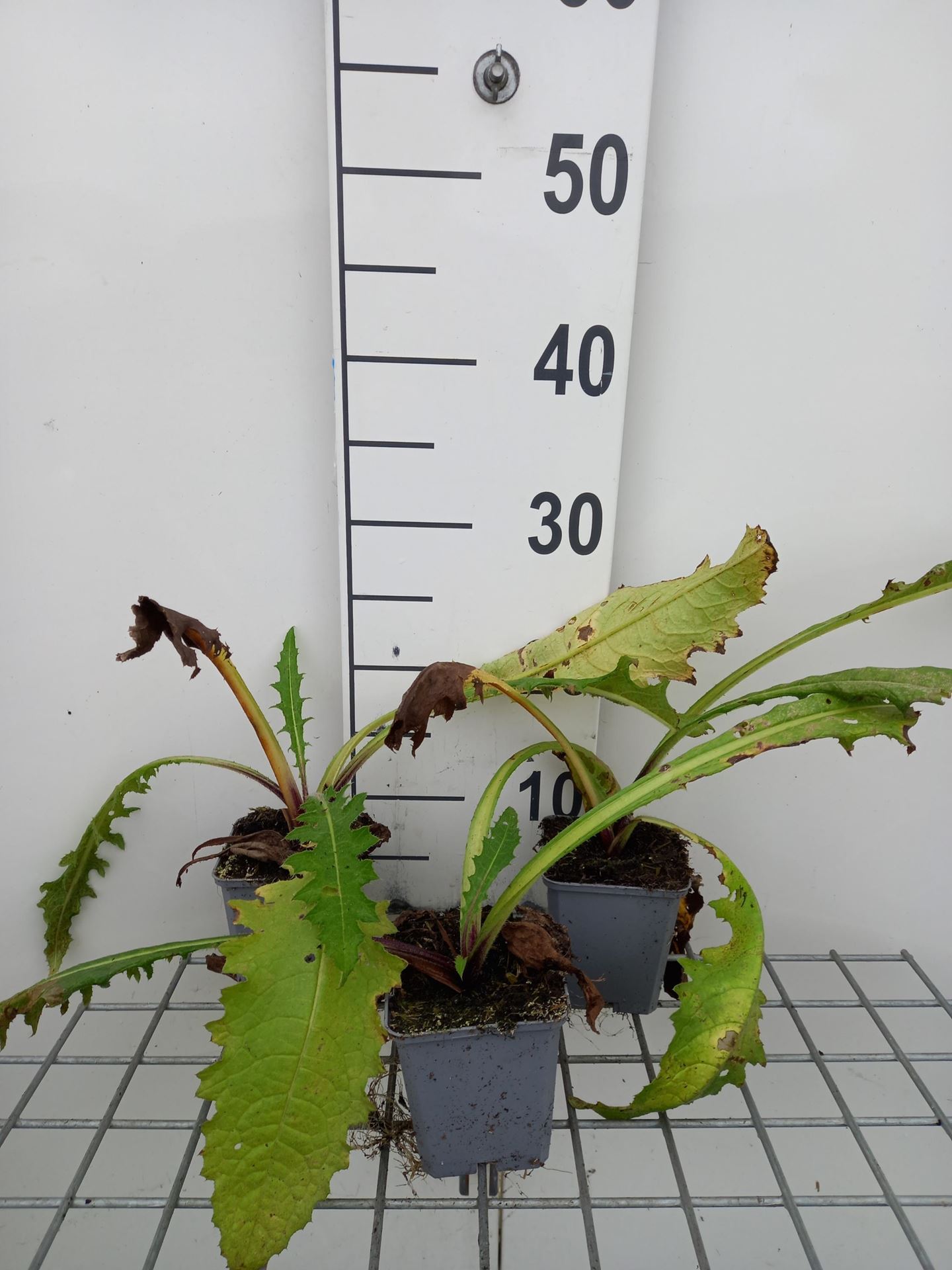 Cirsium rivulare'Atropurpureum'- pot 9x9 cm - Vederdistel afbeelding