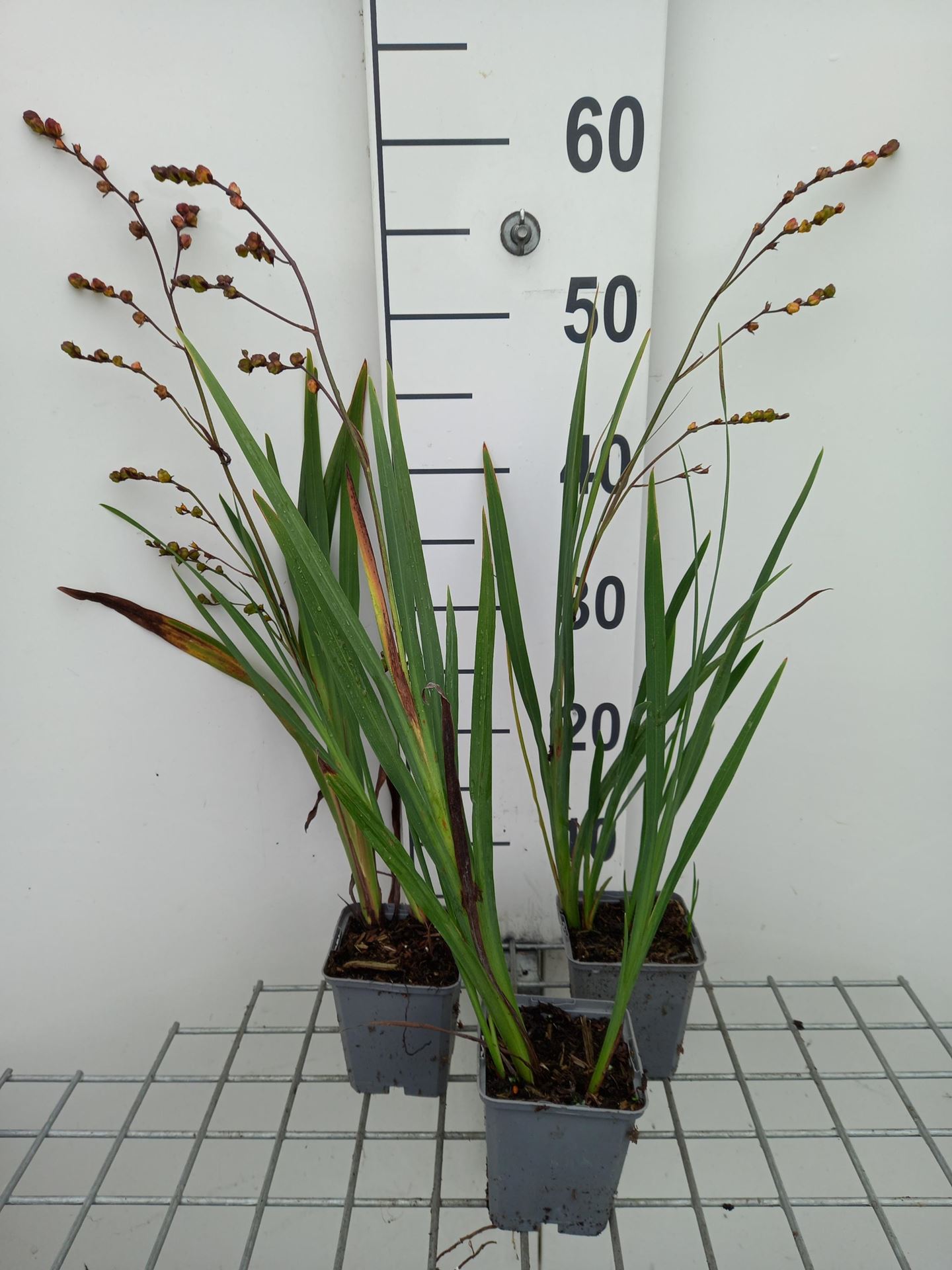 Crocosmia'Carmin Brillant'- pot 9x9 cm afbeelding