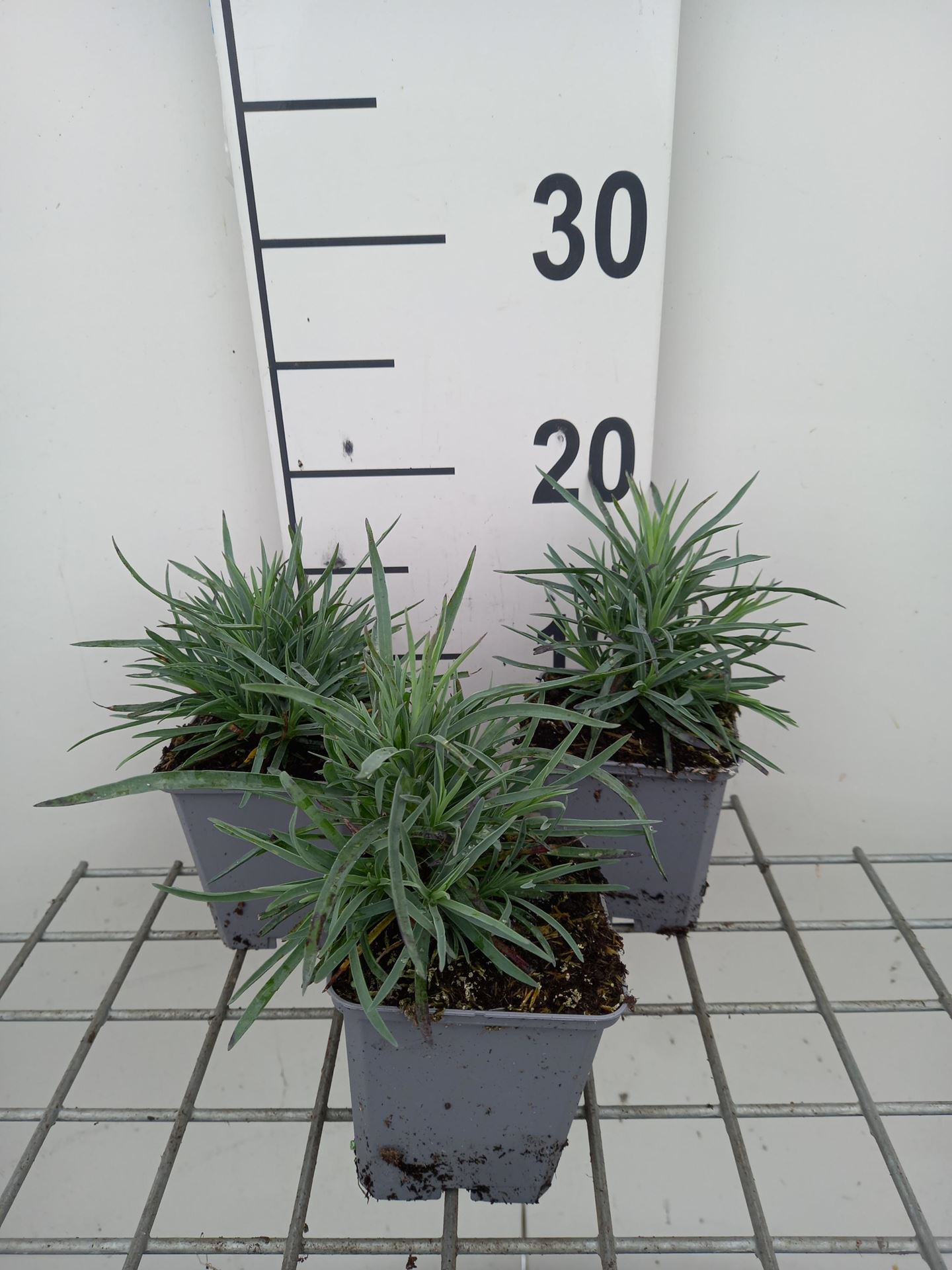 Dianthus'Munot'- pot 9x9 cm afbeelding