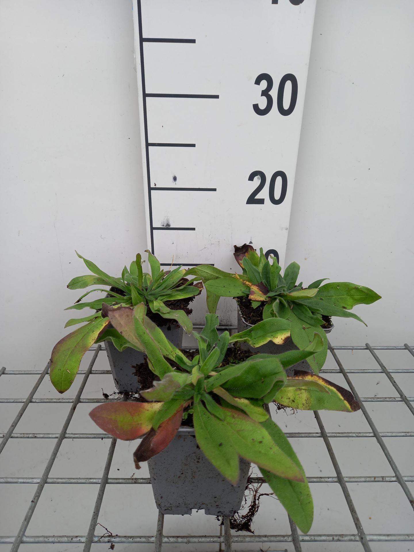 Echium amoenum - pot 9x9 cm afbeelding