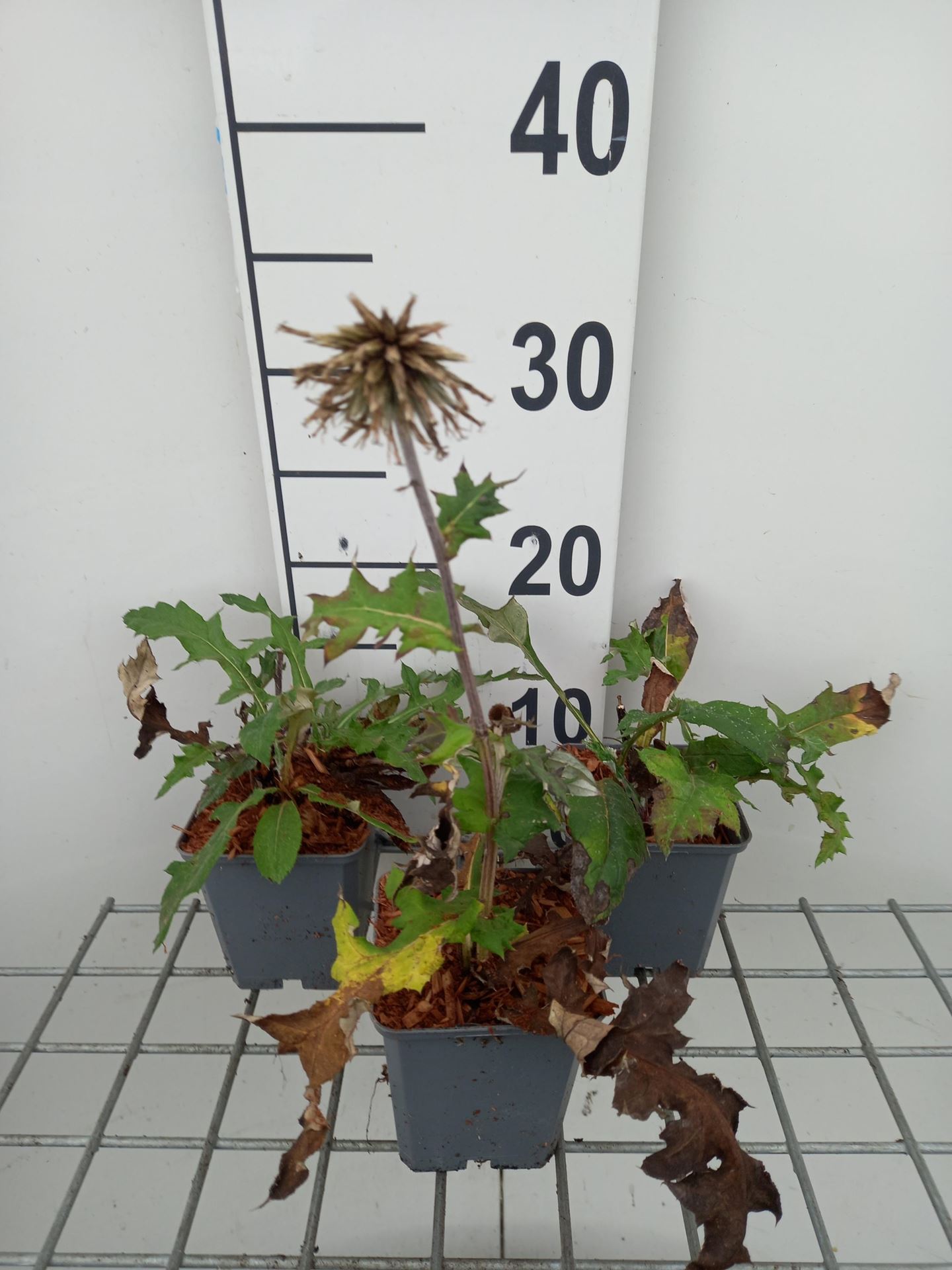 Echinops bannaticus'Star Frost'- pot 9x9 cm afbeelding