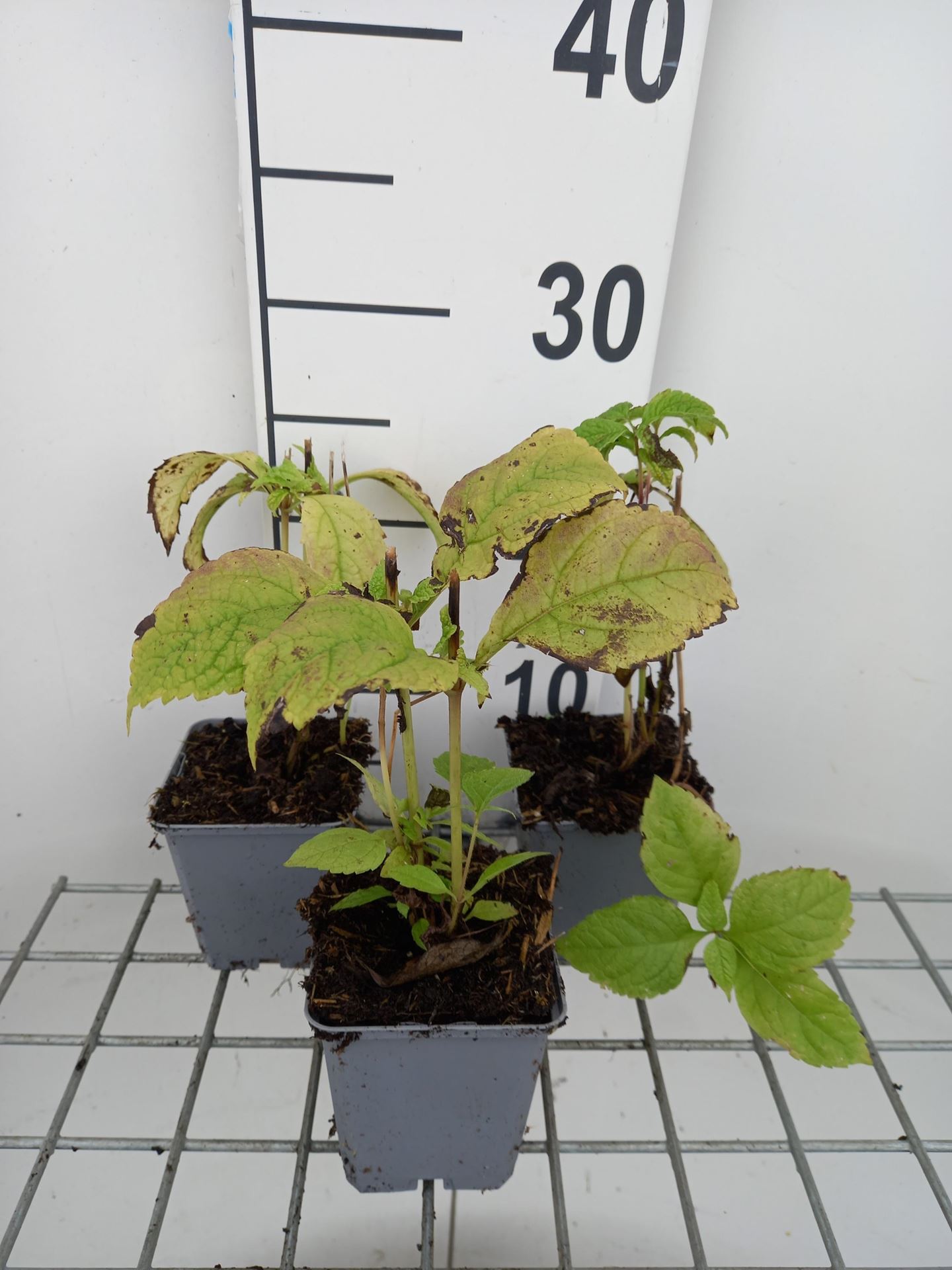 Eupatorium purpureum - pot 9x9 cm - Purper leverkruid / Purper koninginnekruid afbeelding