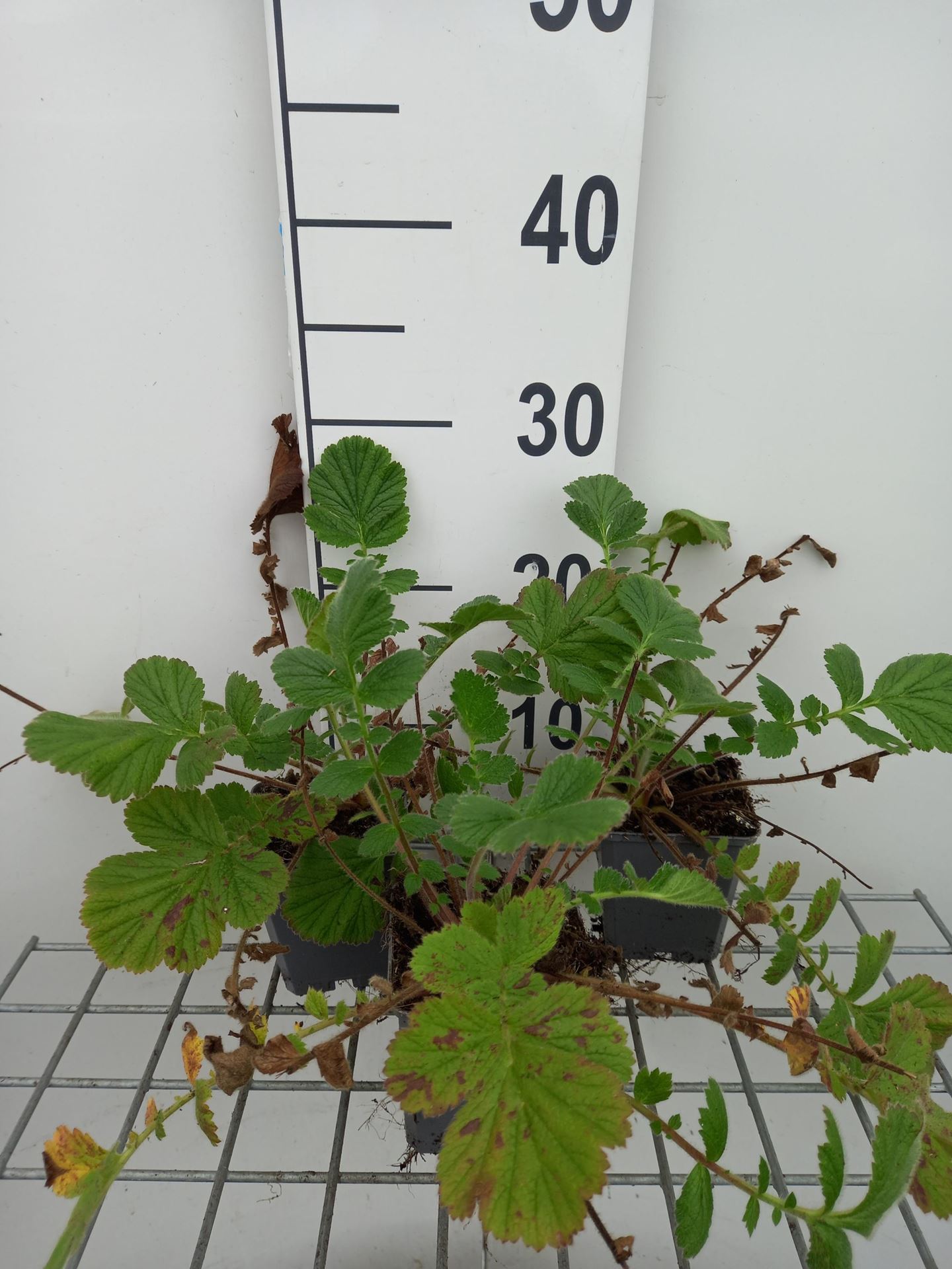 Geum'Prinses Juliana'- pot 9x9 cm afbeelding