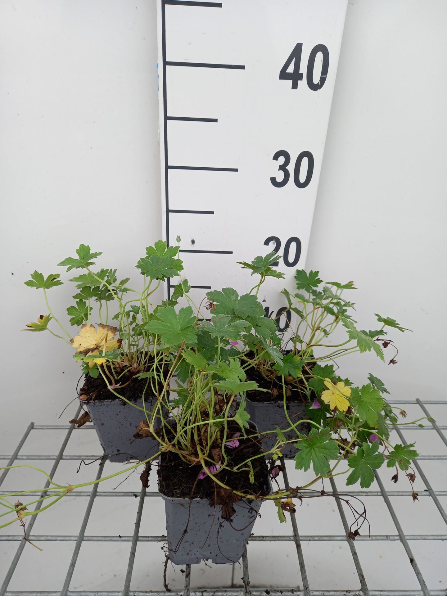 Geranium x riversleaianum'Mavis Simpson'- pot 9x9 cm afbeelding