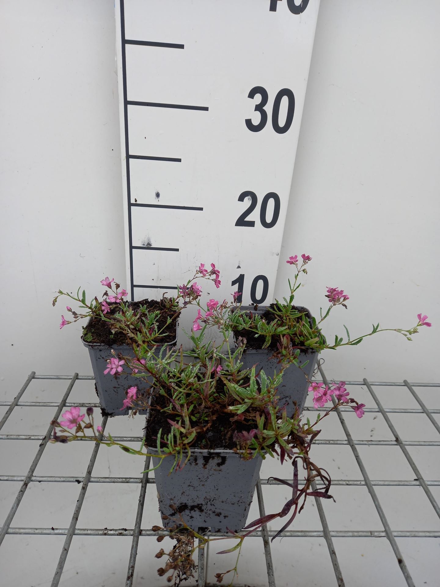 Gypsophila repens'Rosa Schönheit'- pot 9x9 cm afbeelding